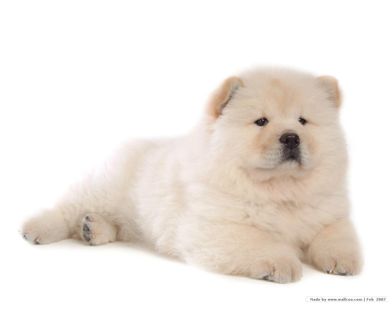 Chow Chow Puppy Wallpaper