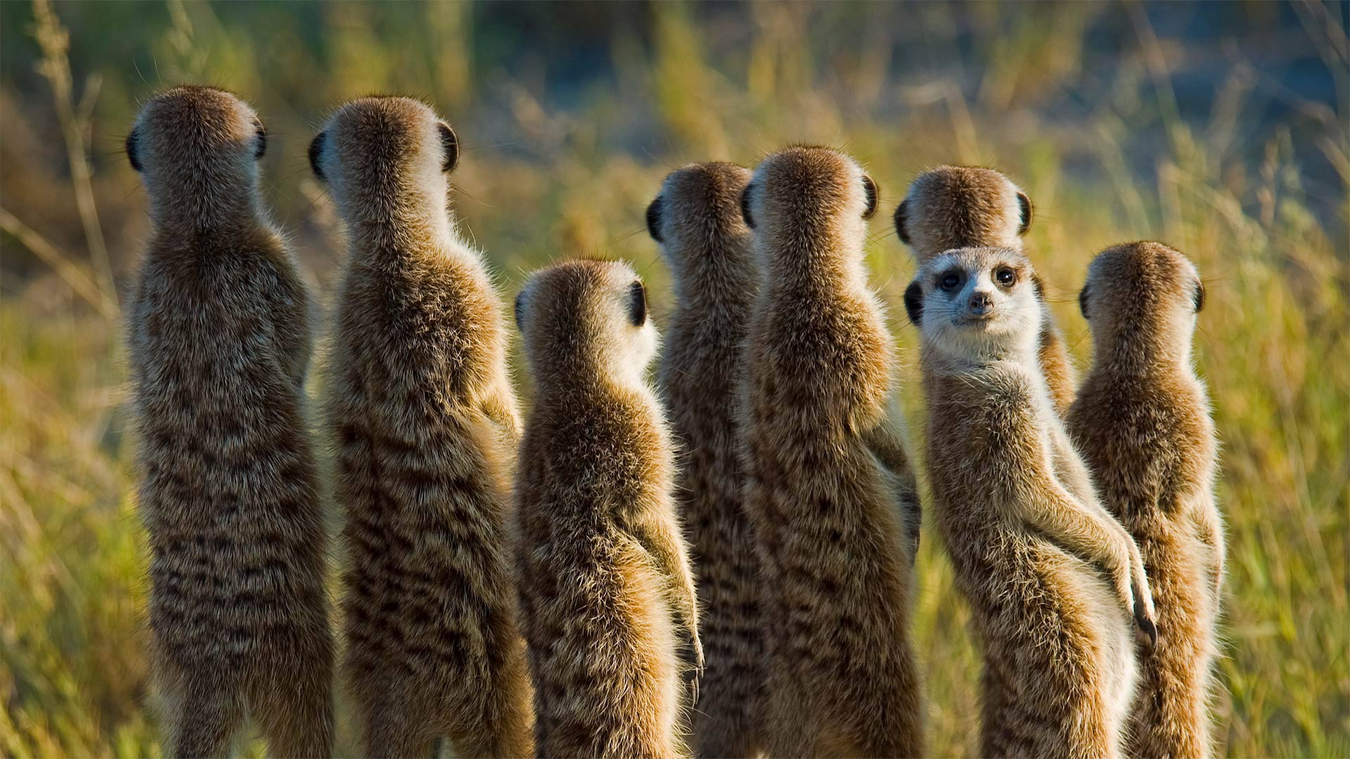Meerkats in the Kalahari Desert in Botswana