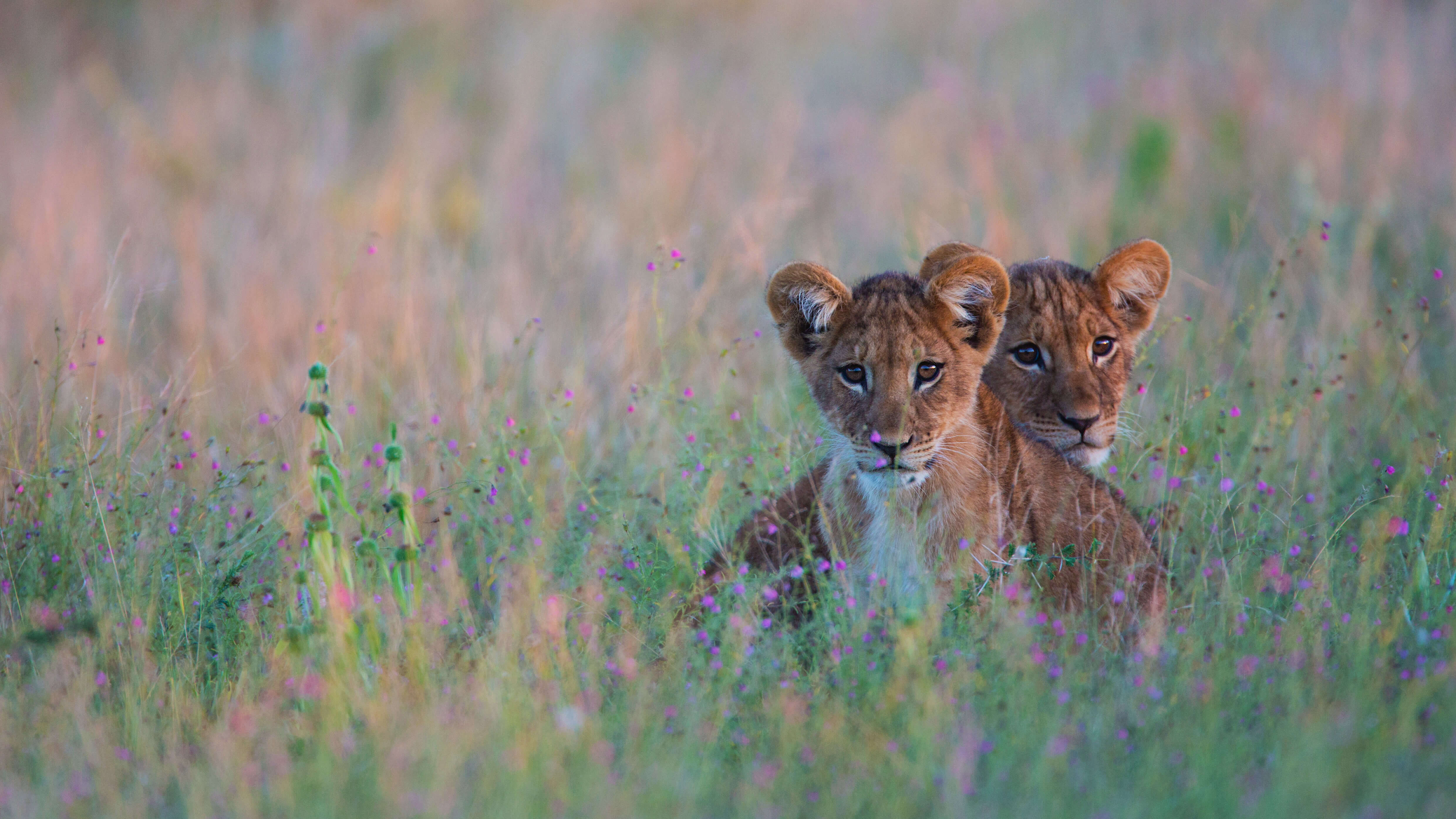 Kings of the Kalahari