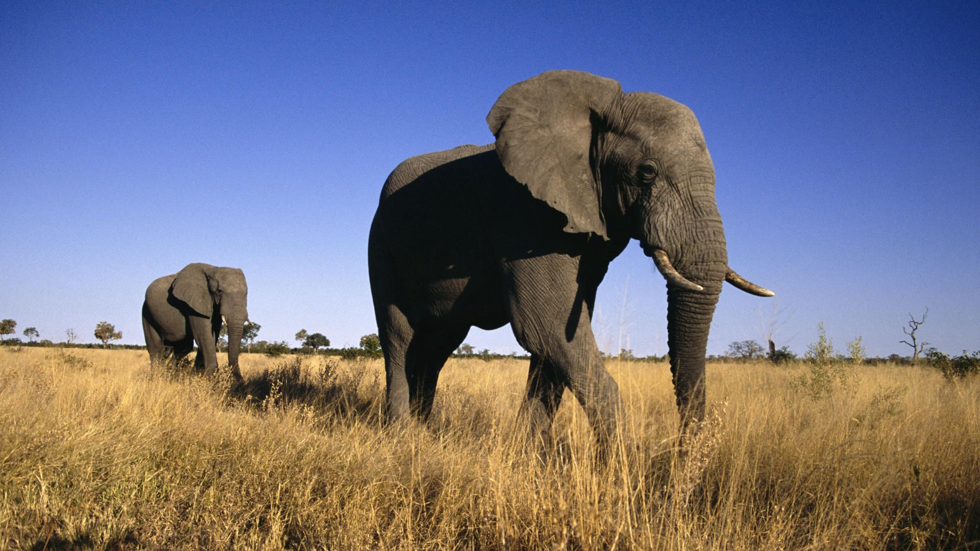 Botswana, kalahari, desert, photo, paper, picture, africa, animals, male, elephants, wallpaper