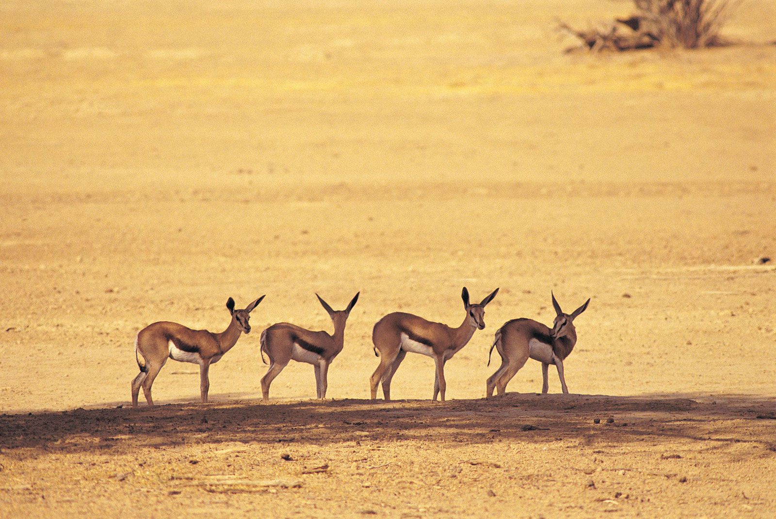 Kalahari Desert Wallpapers - Wallpaper Cave