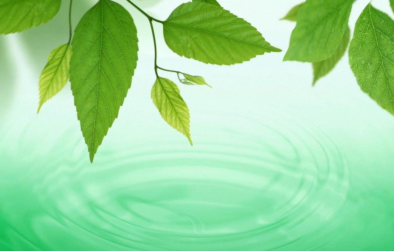 Wallpaper water, macro, circles, background, green, widescreen, Wallpaper, Leaves, wallpaper, widescreen, water, background, spring, full screen, HD wallpaper, widescreen image for desktop, section макро