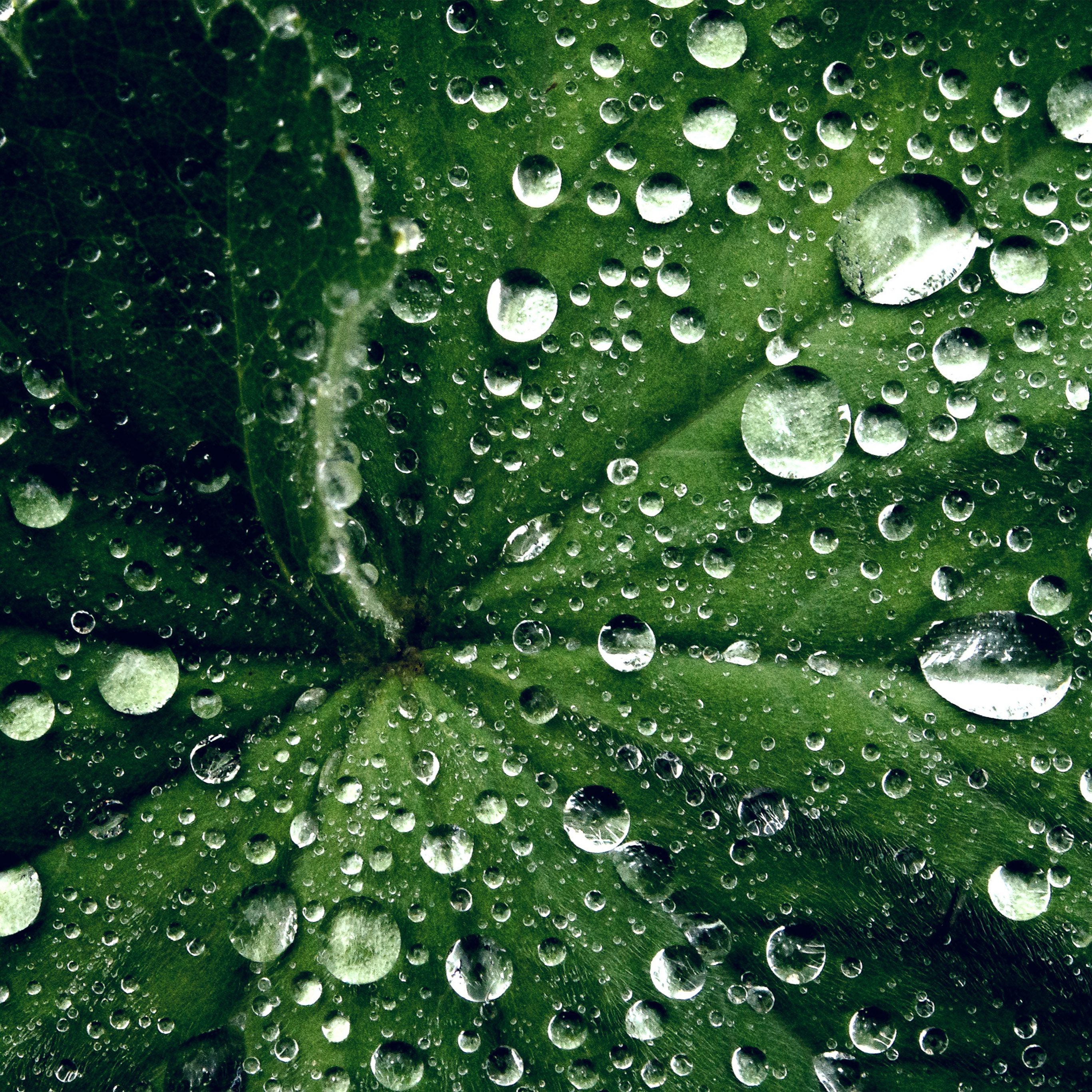 Water Drop On Leaf Summer Green Live Wallpaper