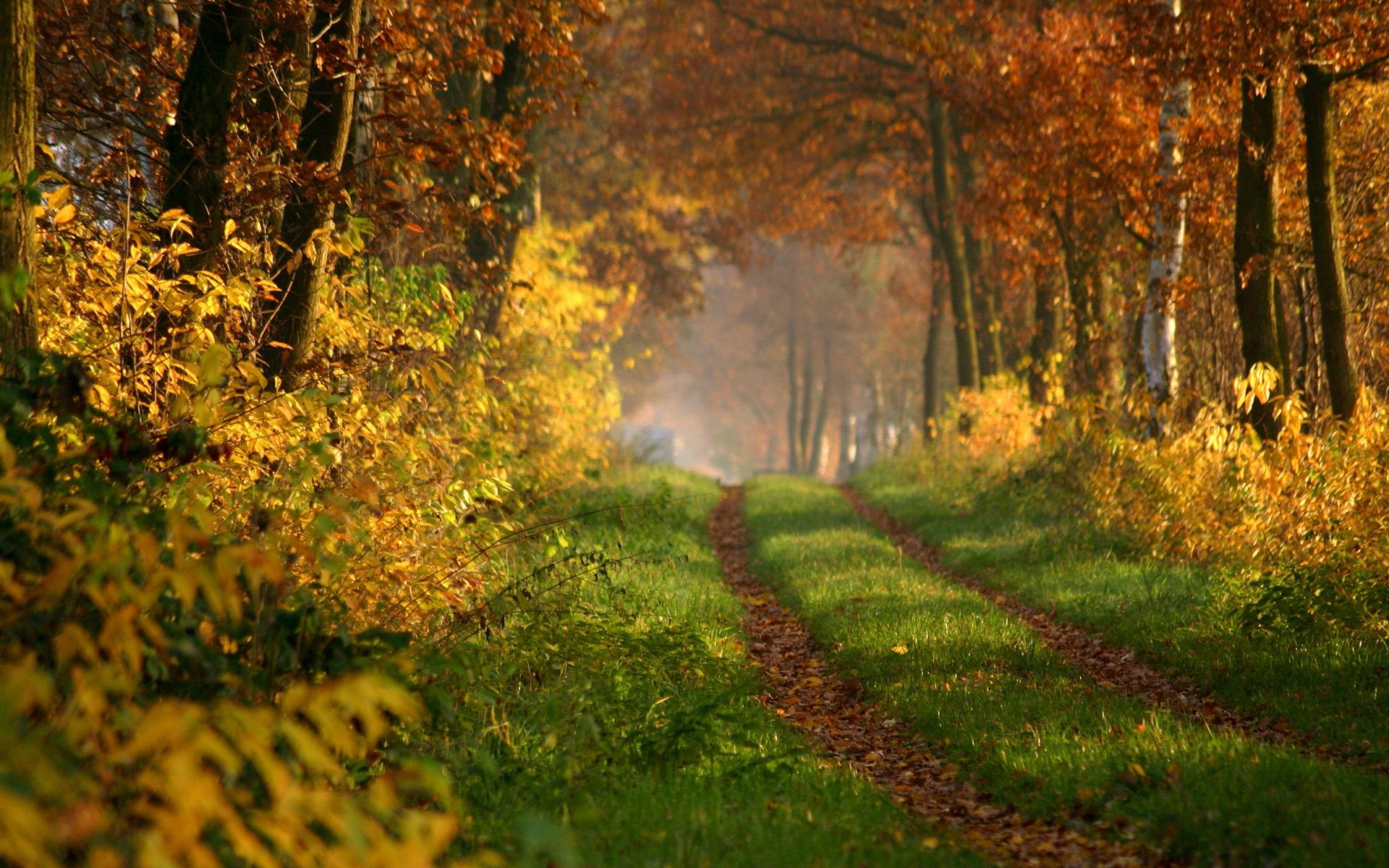 road, forest, autumn, nature wallpaper