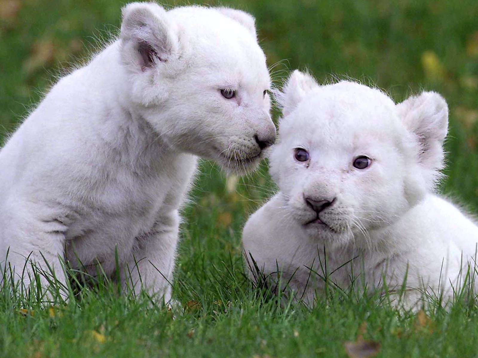 Baby White Lion Funny Wallpaper HD / Desktop and Mobile Background. White lion, Cute animals puppies, Cute baby animals