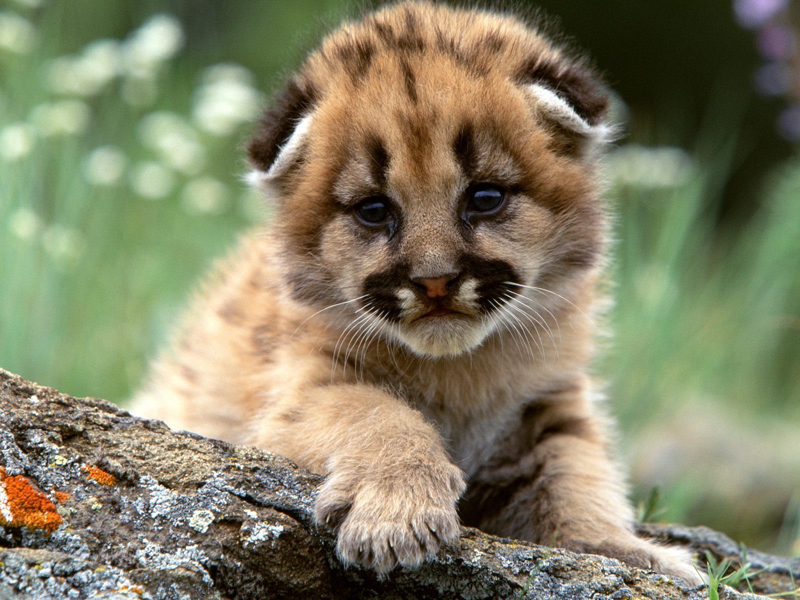 Mountain Lion Cub Wallpaper Baby Animals Animals Wallpaper in jpg format for free download