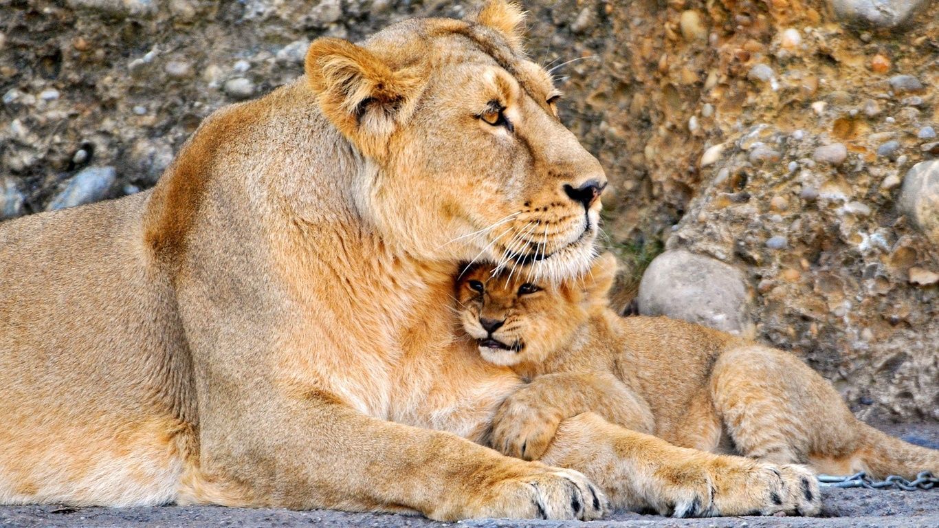 Lioness With A Lion Cub Wallpaperx768