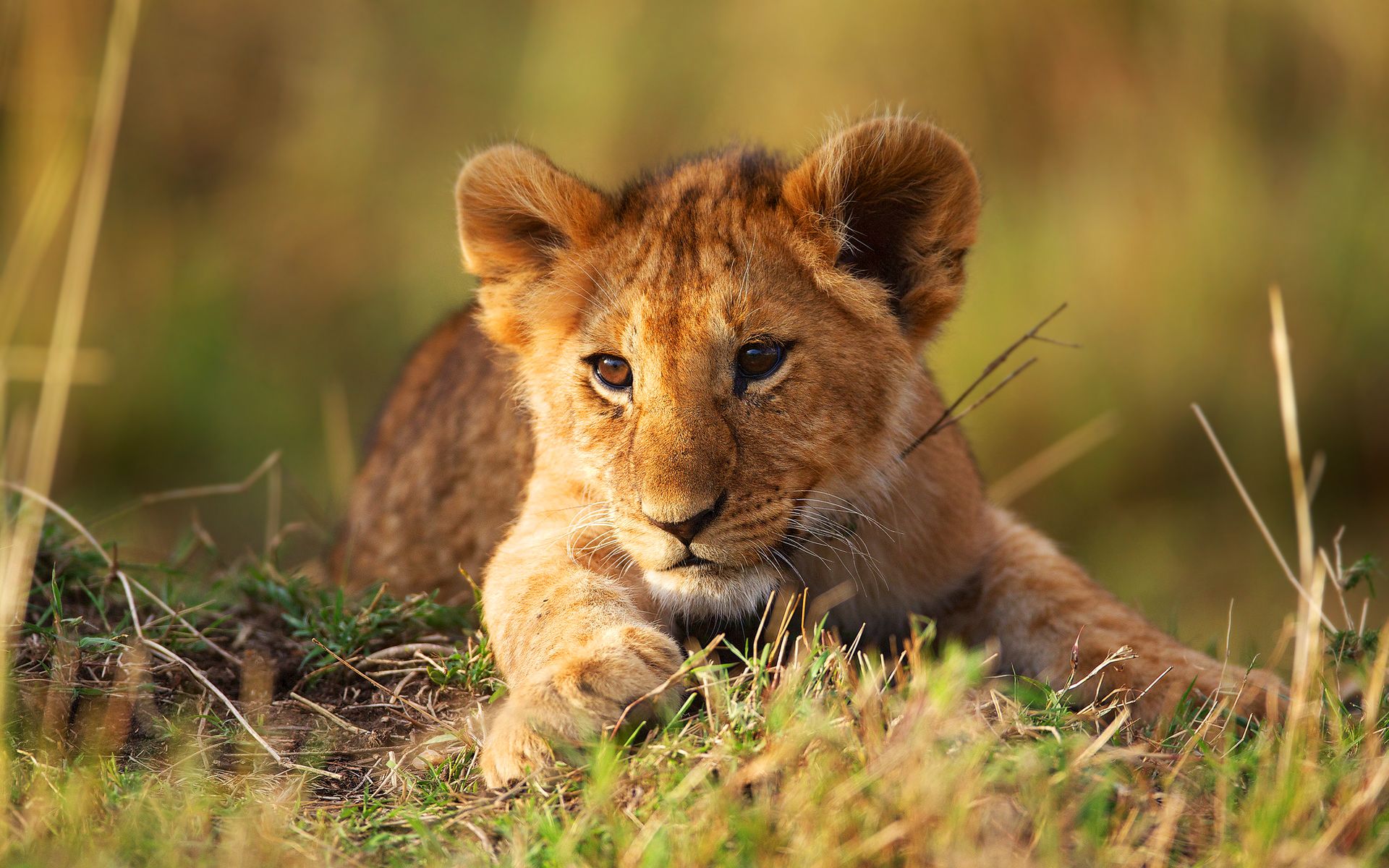 lion cub, grass, lion 2560x1080 Resolution Wallpaper, HD Animals 4K Wallpaper, Image, Photo and Background