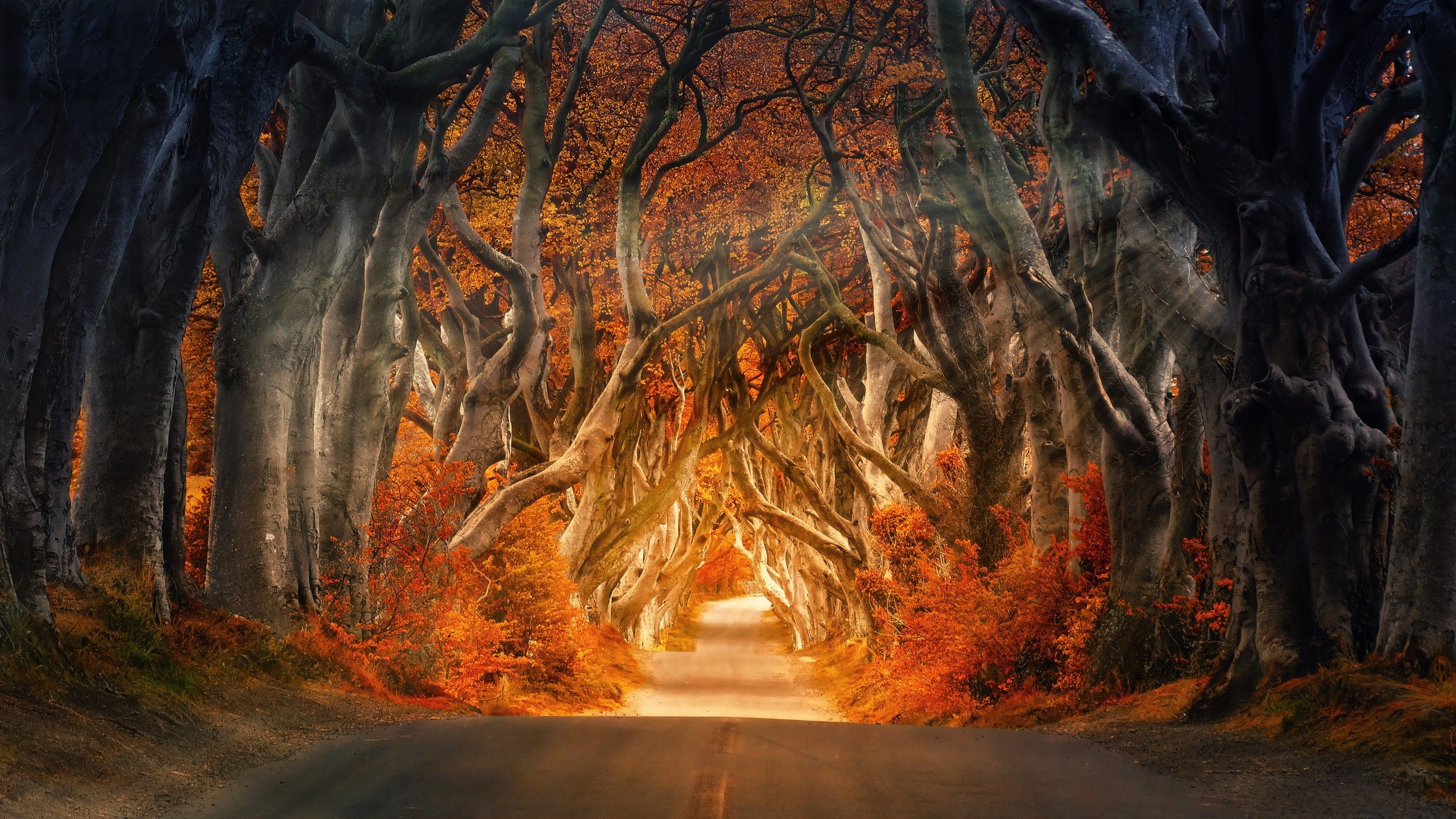 Forest 4K Wallpaper, Road, Daylight, Autumn, Fall, Sunrays, Trees, 5K, Nature