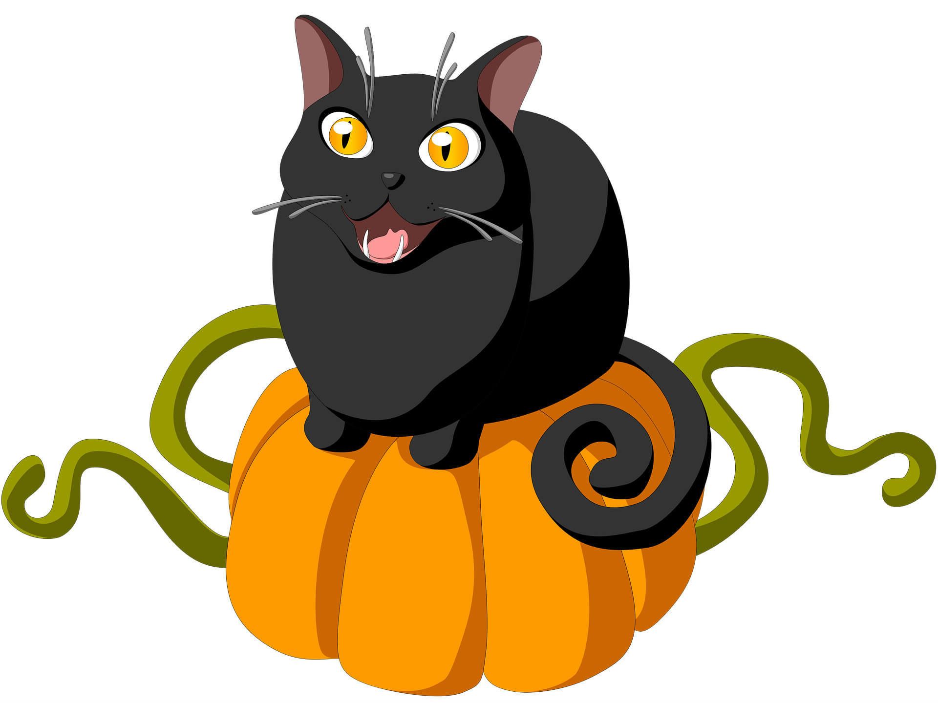 Halloween Cat Pumpkin Wallpaper