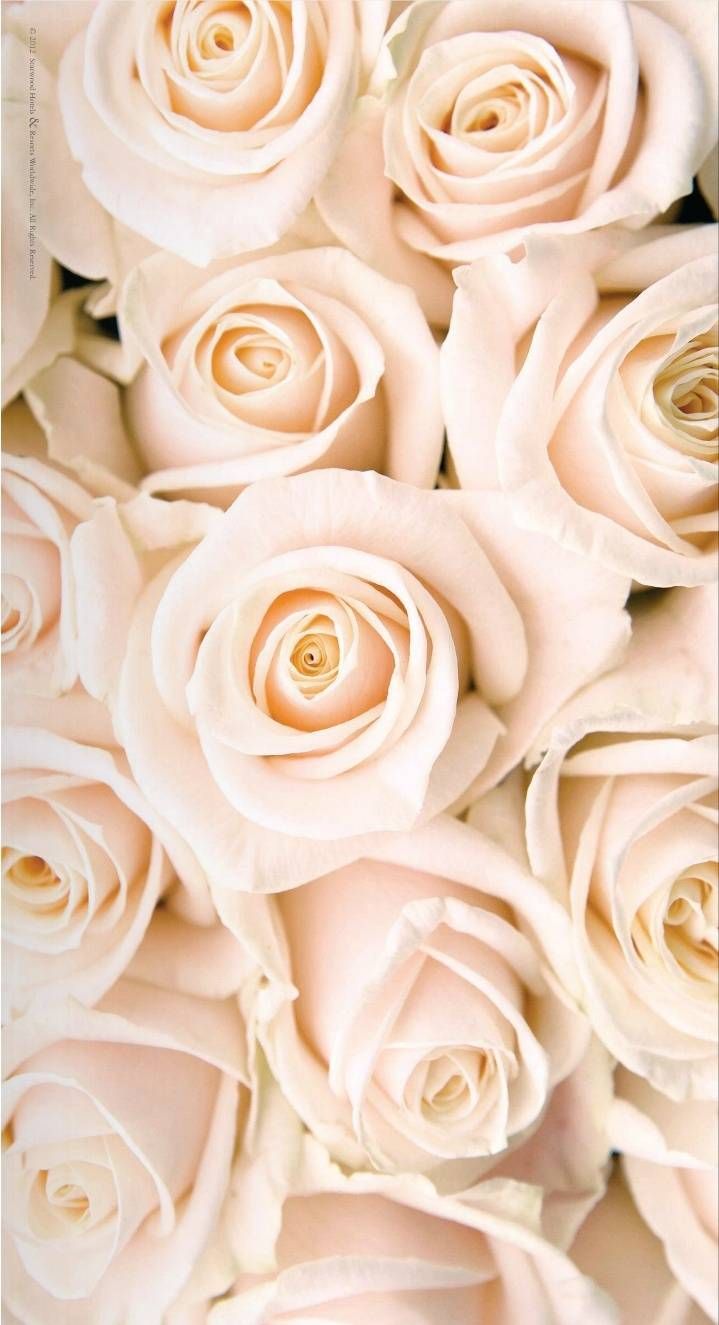 Soft as baby's breath. White roses wallpaper, Rose gold wallpaper, Rose wallpaper