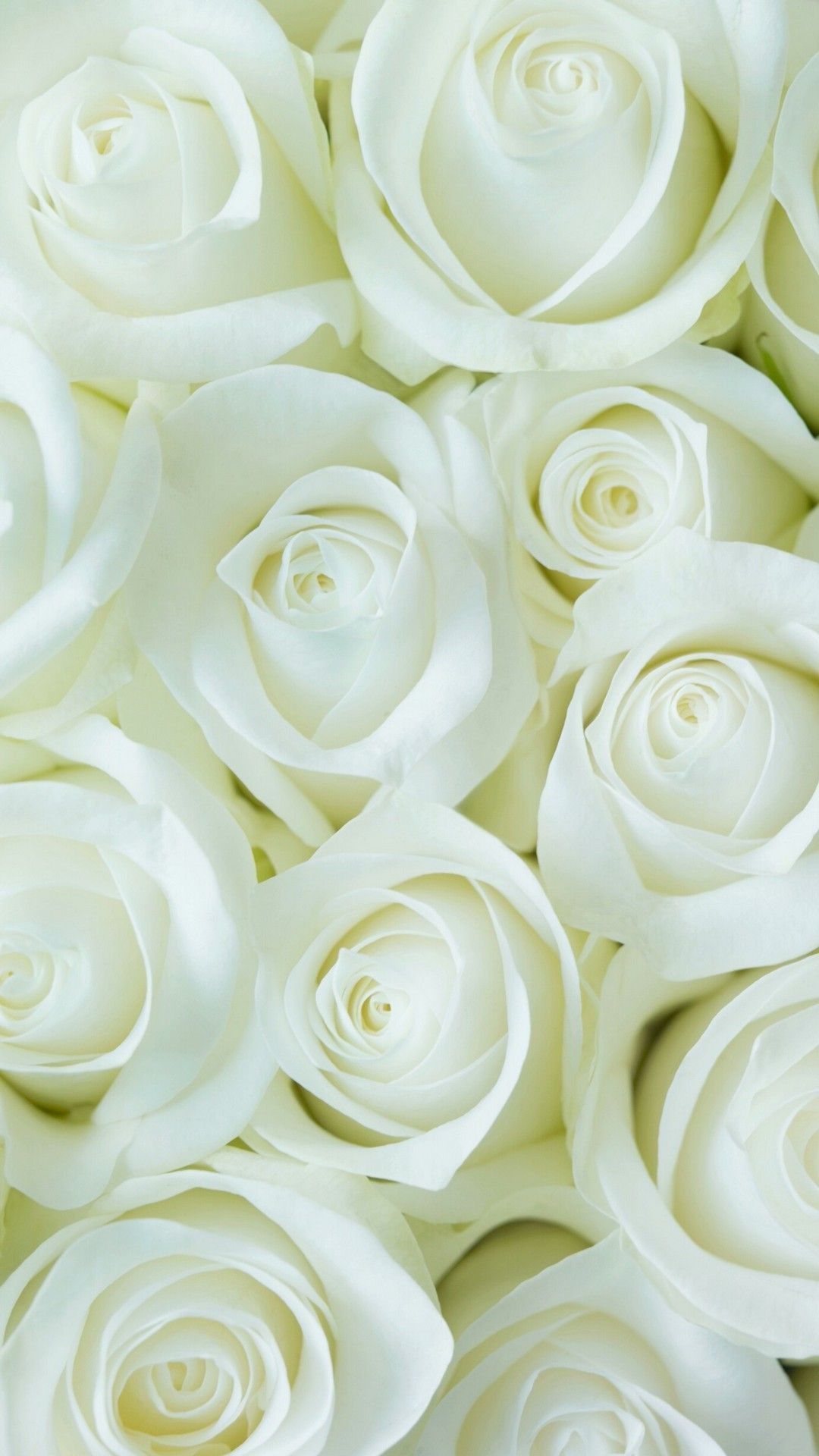 White Rose iPhone Wallpaper