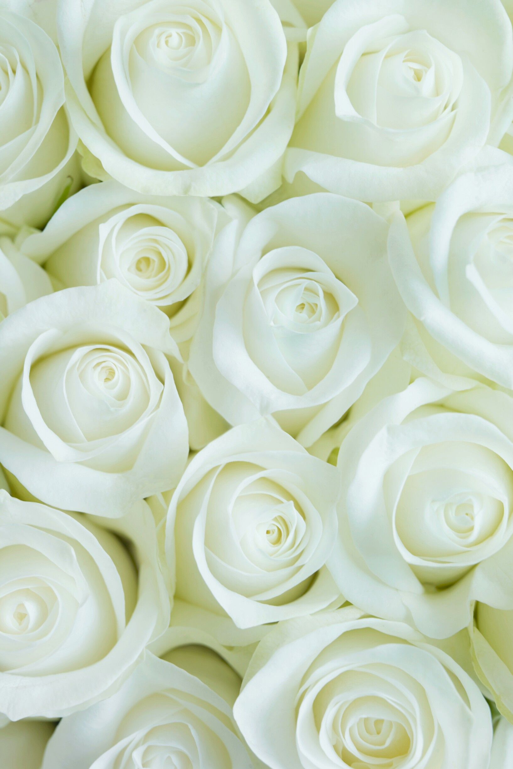 Wallpaper White Roses Flower For iPhone 3D iPhone Wallpaper