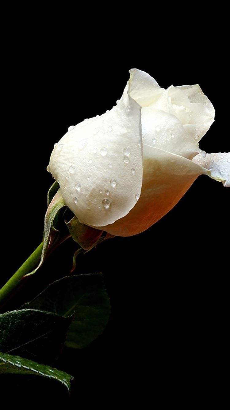 Pure White Rose In Dark iPhone 8 Wallpaper Free Download