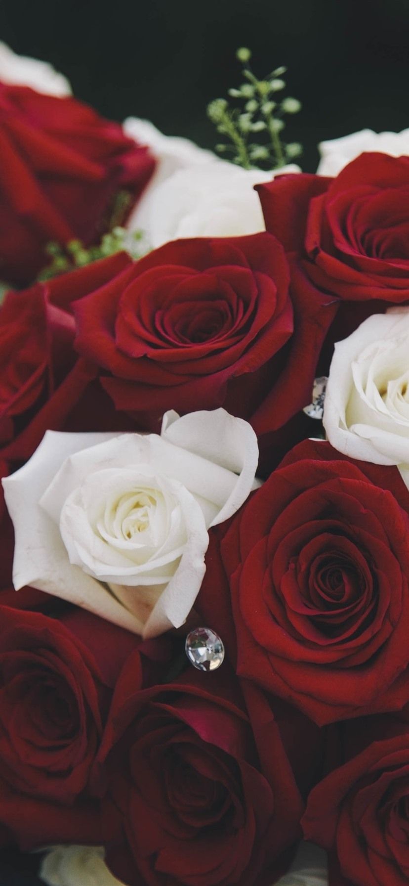 Bouquet, Red And White Roses 1080x1920 IPhone 8 7 6 6S Plus Wallpaper, Background, Picture, Image
