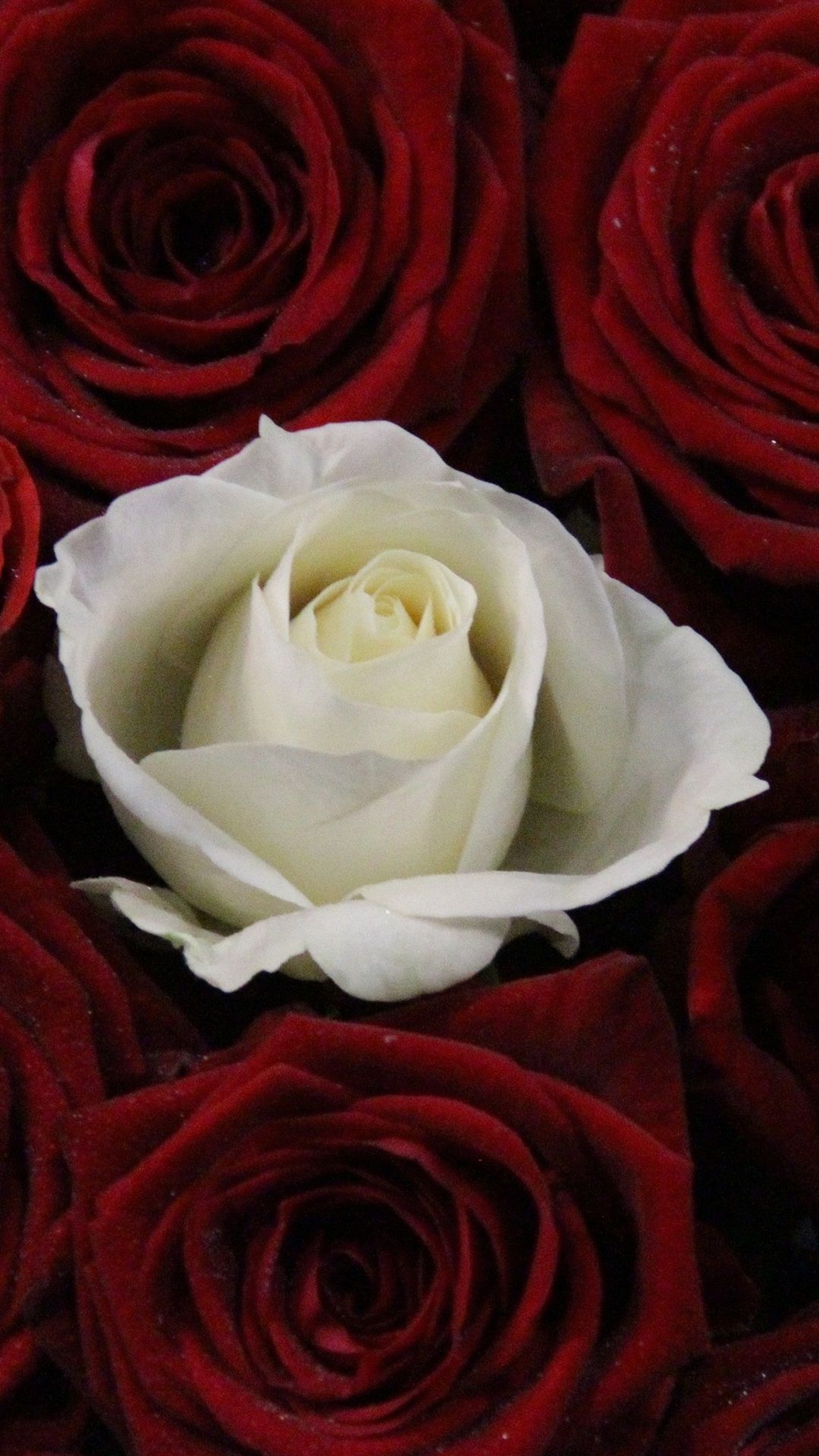 One White Rose, Many Red Rose 1080x1920 IPhone 8 7 6 6S Plus Wallpaper, Background, Picture, Image