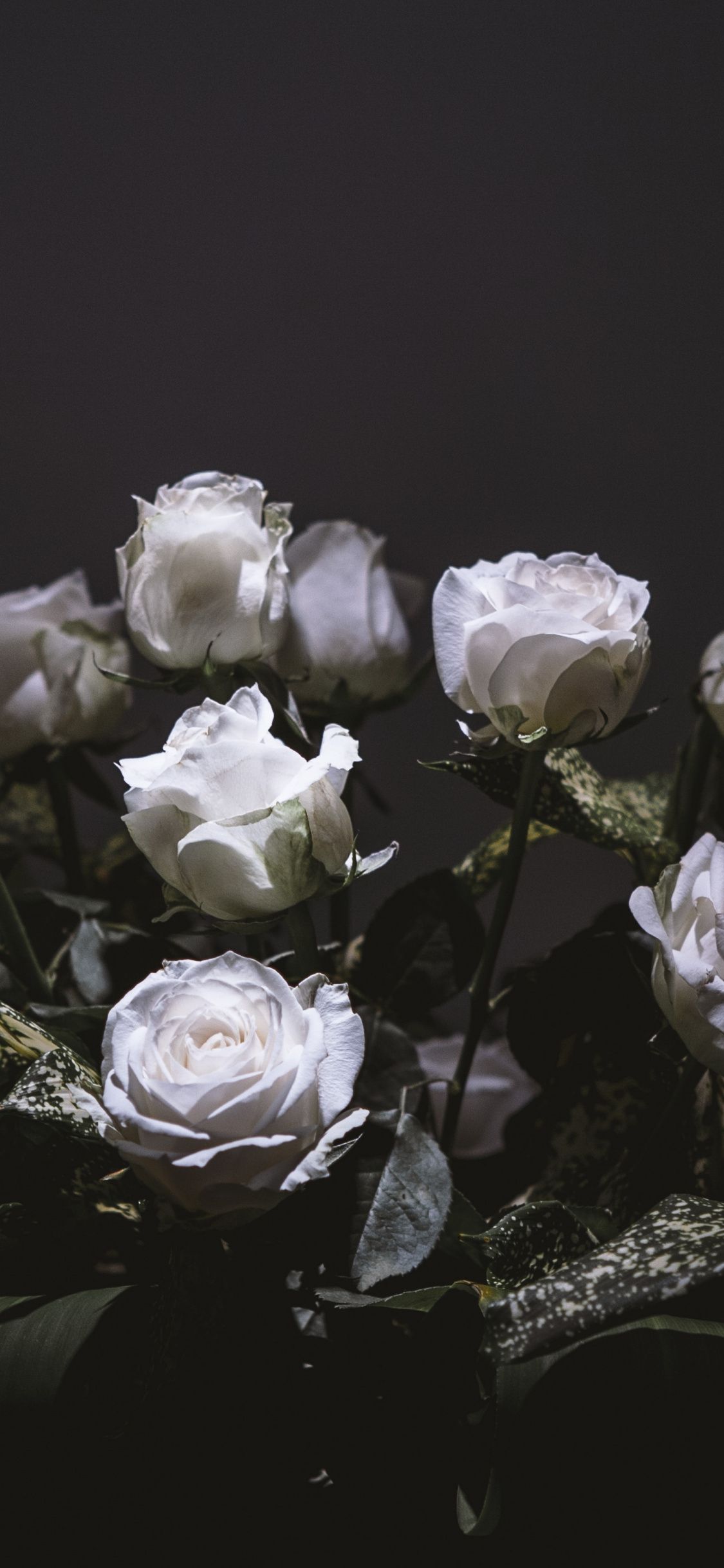 White Roses, Bouquet, Portrait, Wallpaper Roses Wallpaper iPhone