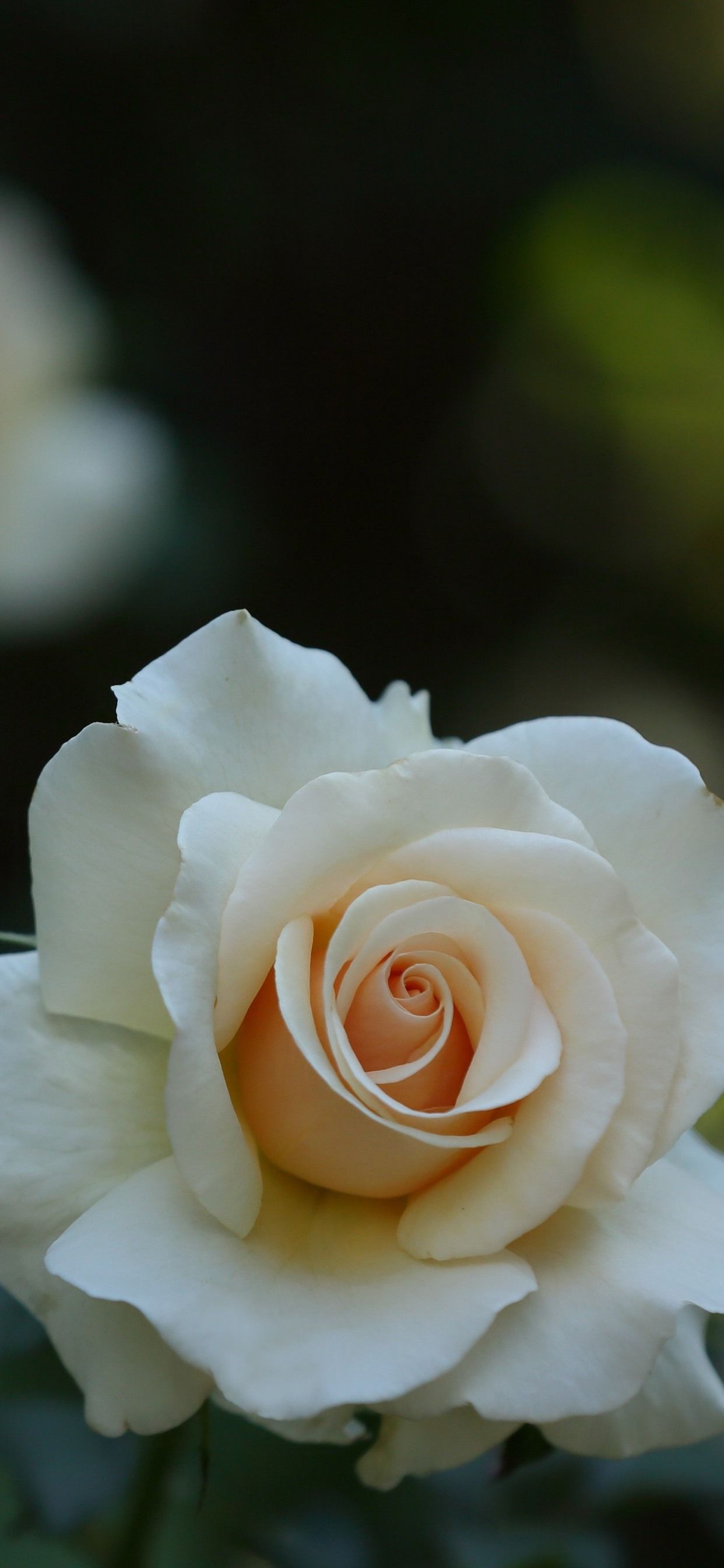 White Rose iPhone Wallpapers - Wallpaper Cave