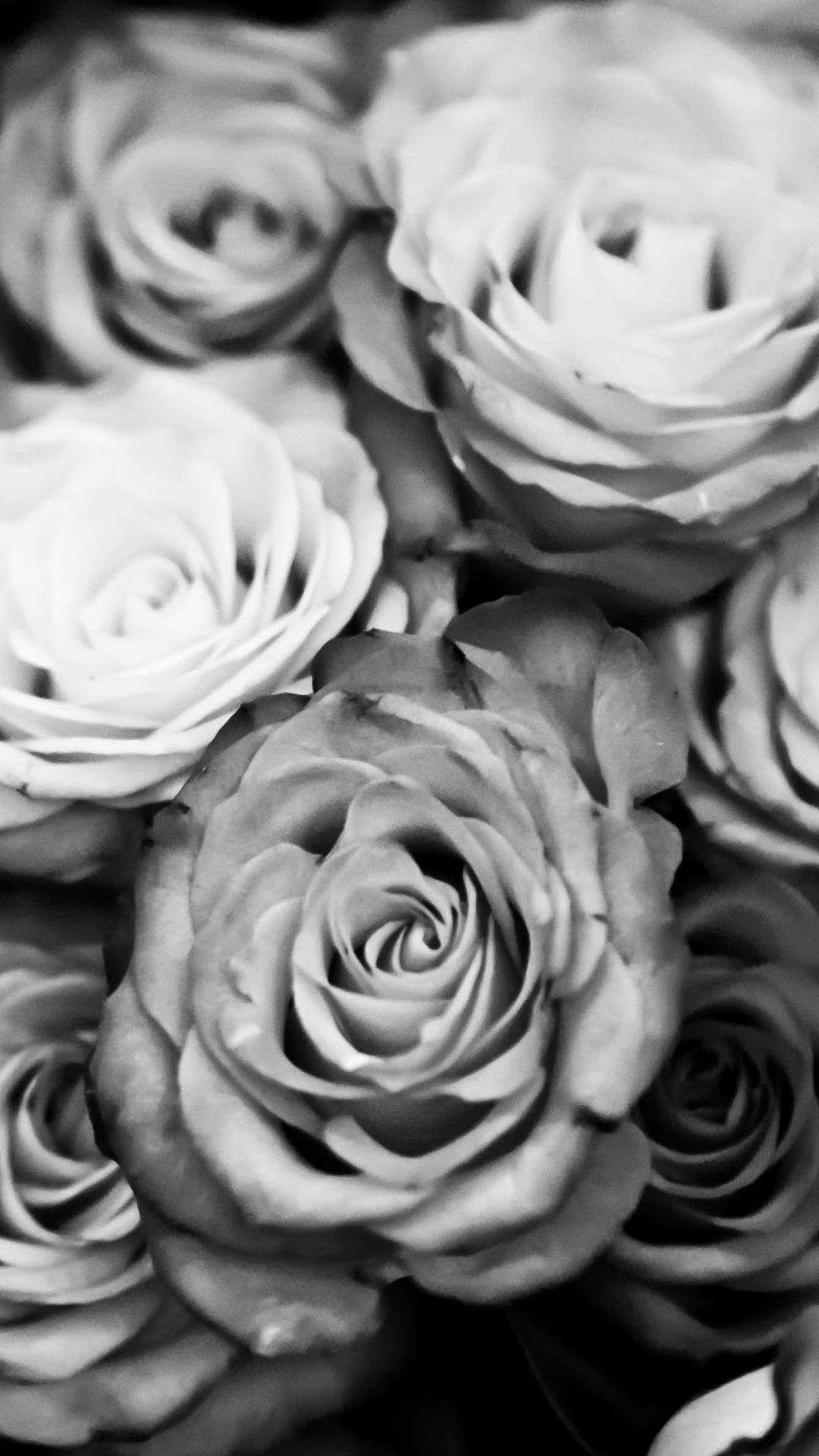 Free download Black And White iPhone Wallpaper HD iPhone Wallpaper [1080x1920] for your Desktop, Mobile & Tablet. Explore Black And White Roses Wallpaper. White Flower Wallpaper, White Roses Wallpaper
