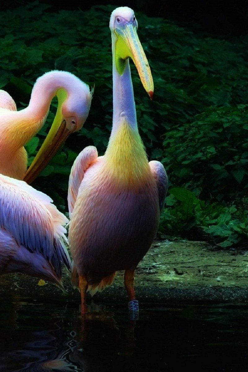 Wallpaper pelican bird most beautiful bird mobile wallpaper #birds #Beautiful #pelican #bird #most #Beautiful #bird #iPhone # Android #Mobile #Wallpaper #FreeDownload
