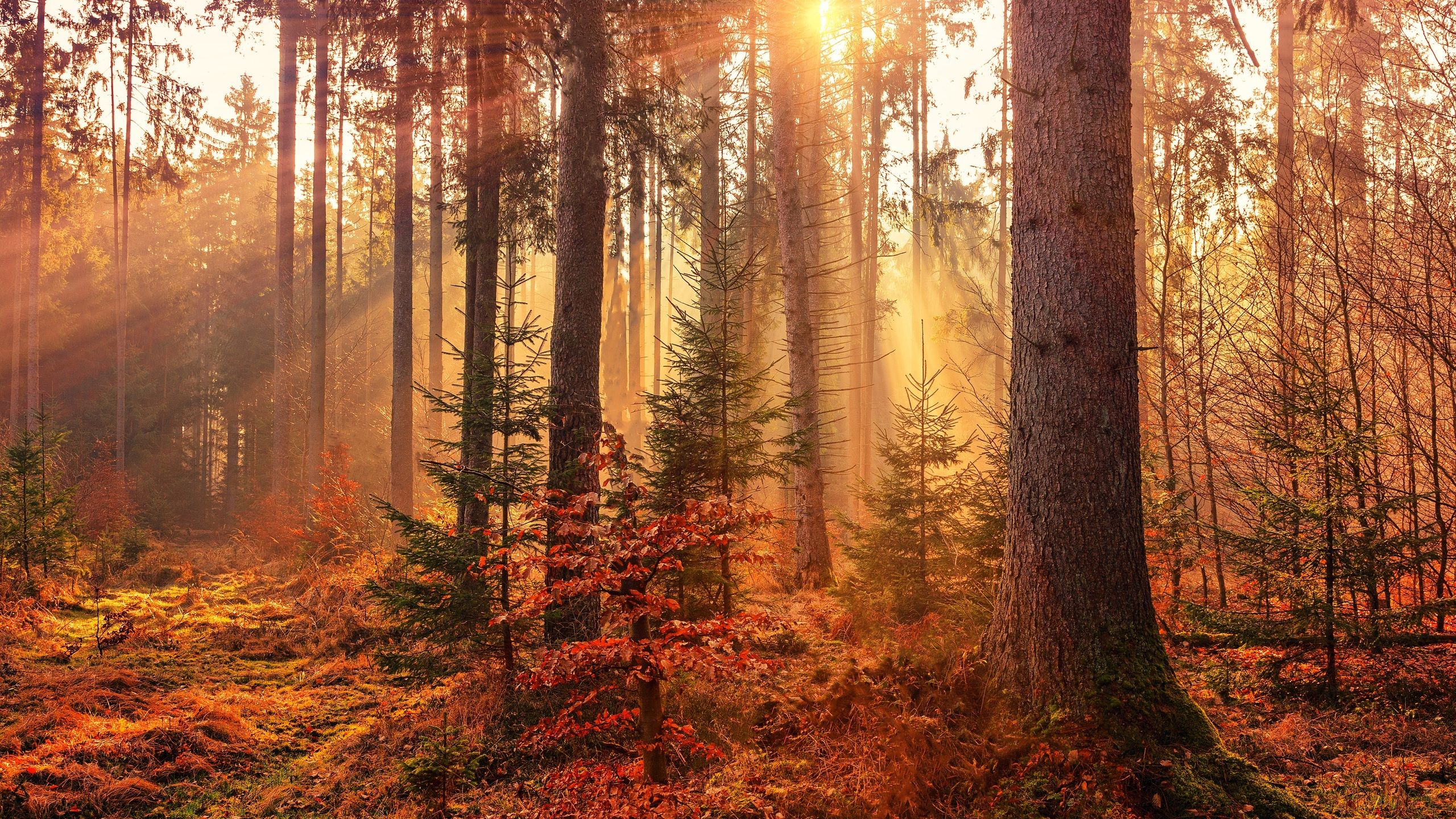 Autumn Sunbeams Forest Light Rays 5k 1440P Resolution HD 4k Wallpaper, Image, Background, Photo and Picture