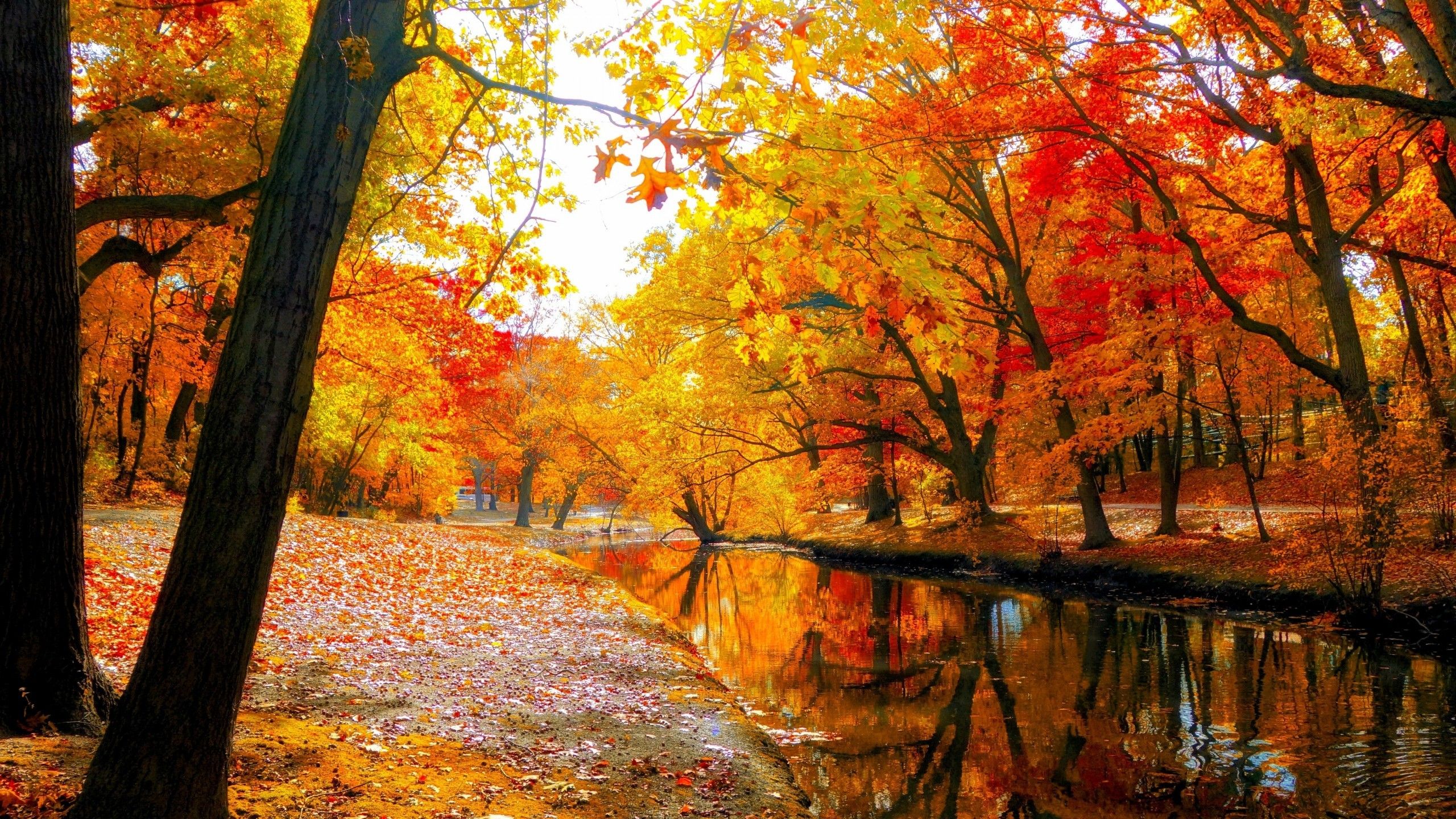 Download 2560x1440 Autumn, Mini River, Leaves, Tree Wallpaper for iMac 27 inch