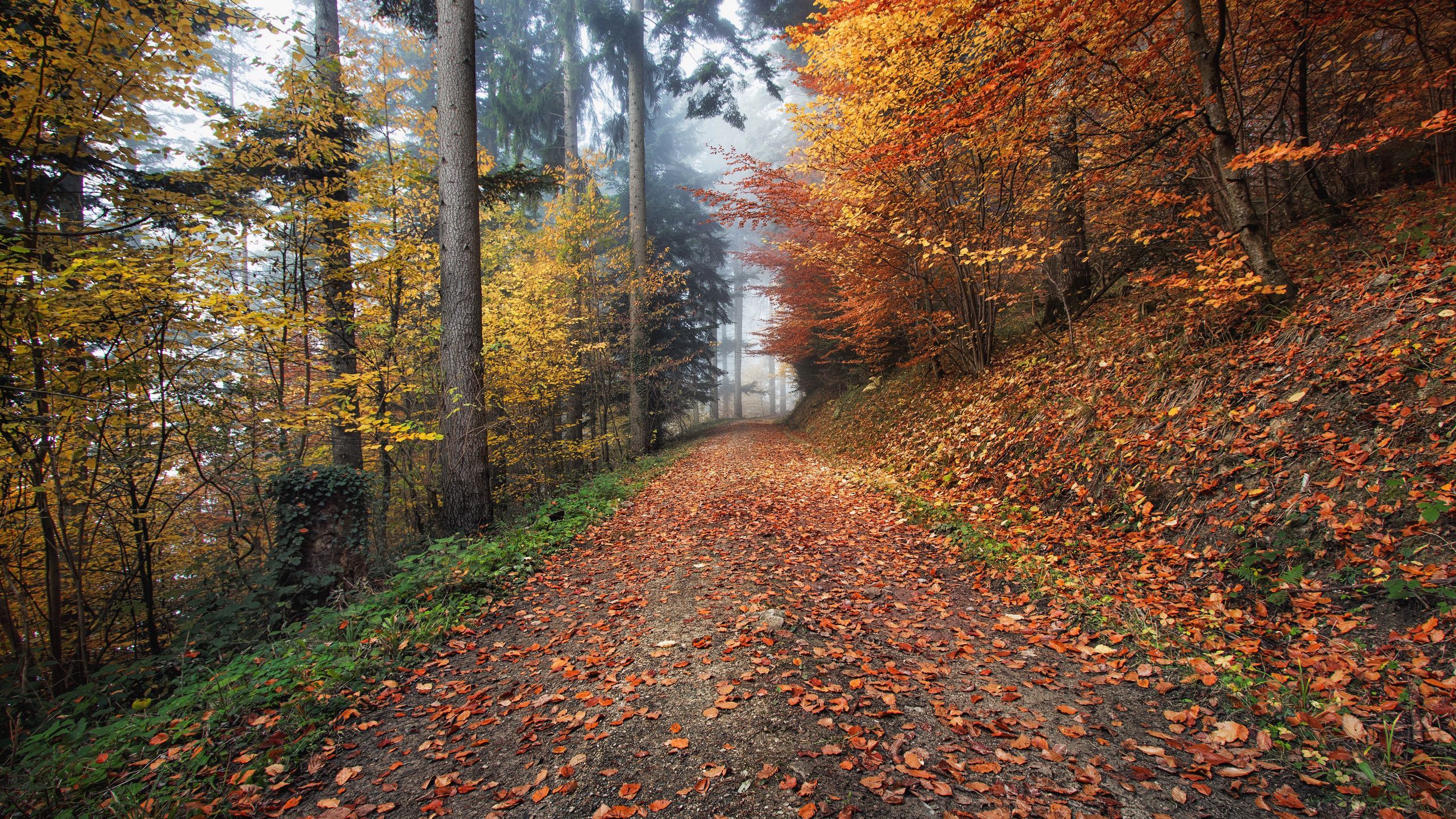 Download wallpaper 2560x1440 autumn, path, foliage widescreen 16:9 HD background