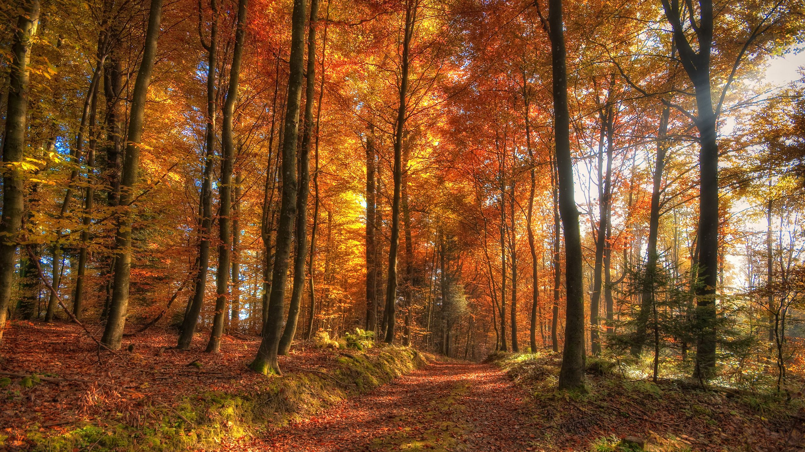 HDR Autumn Forest desktop PC and Mac wallpaper