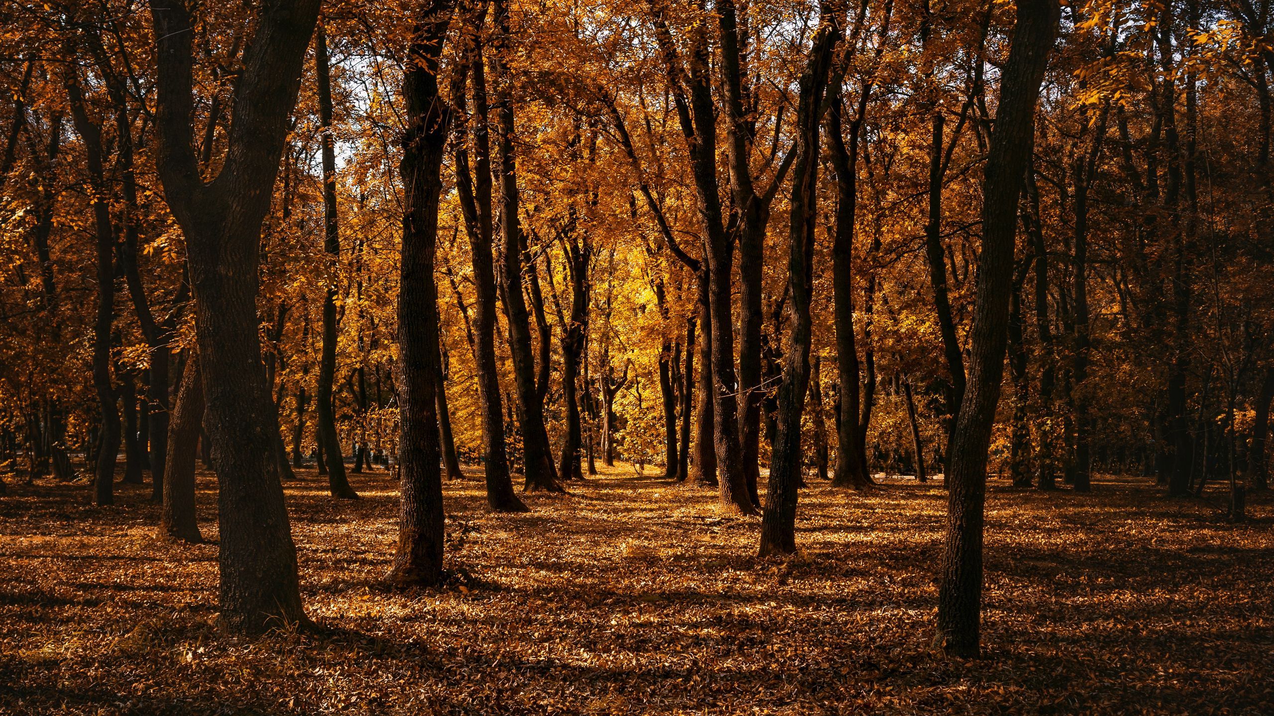 Download wallpaper 2560x1440 autumn, forest, trees, park, path widescreen 16:9 HD background