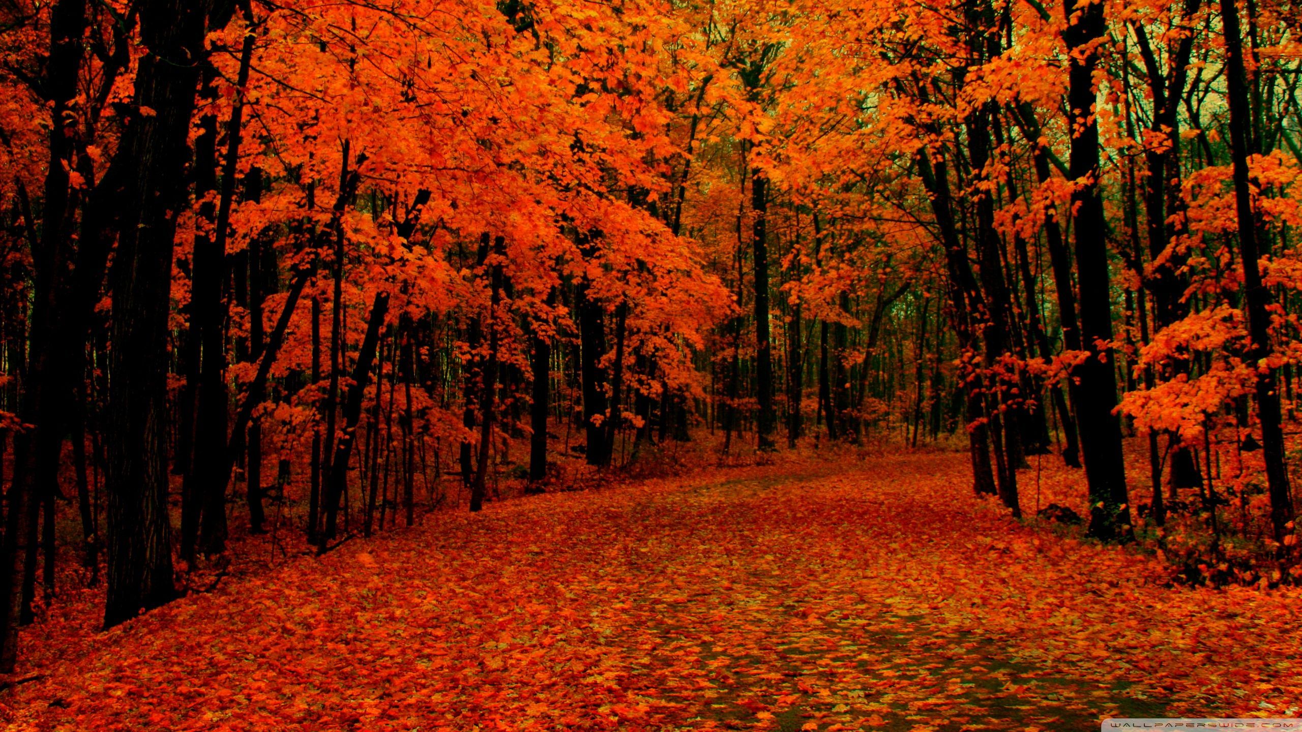 Fall Autumn Wallpaper