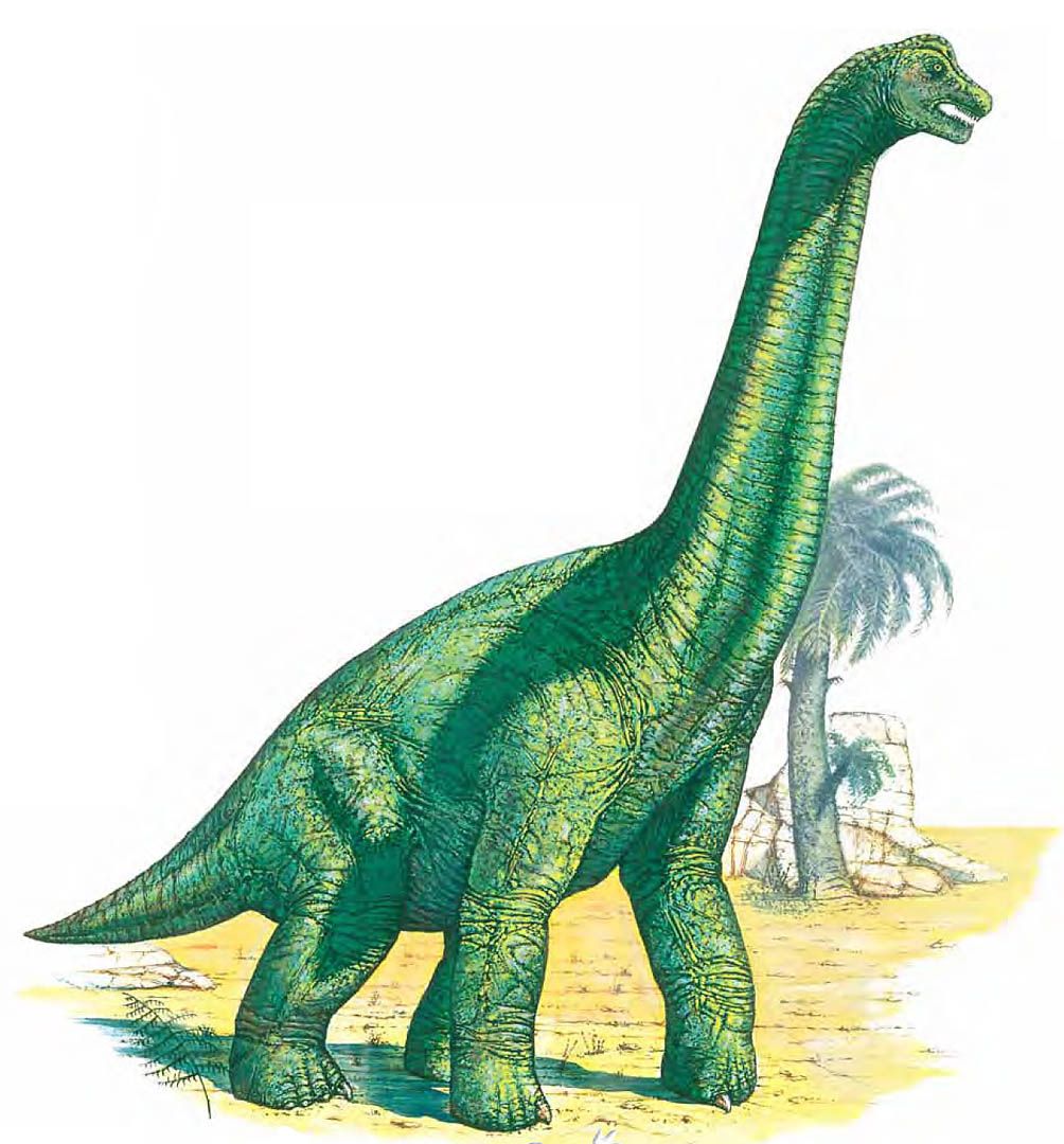 Brachiosaurus
