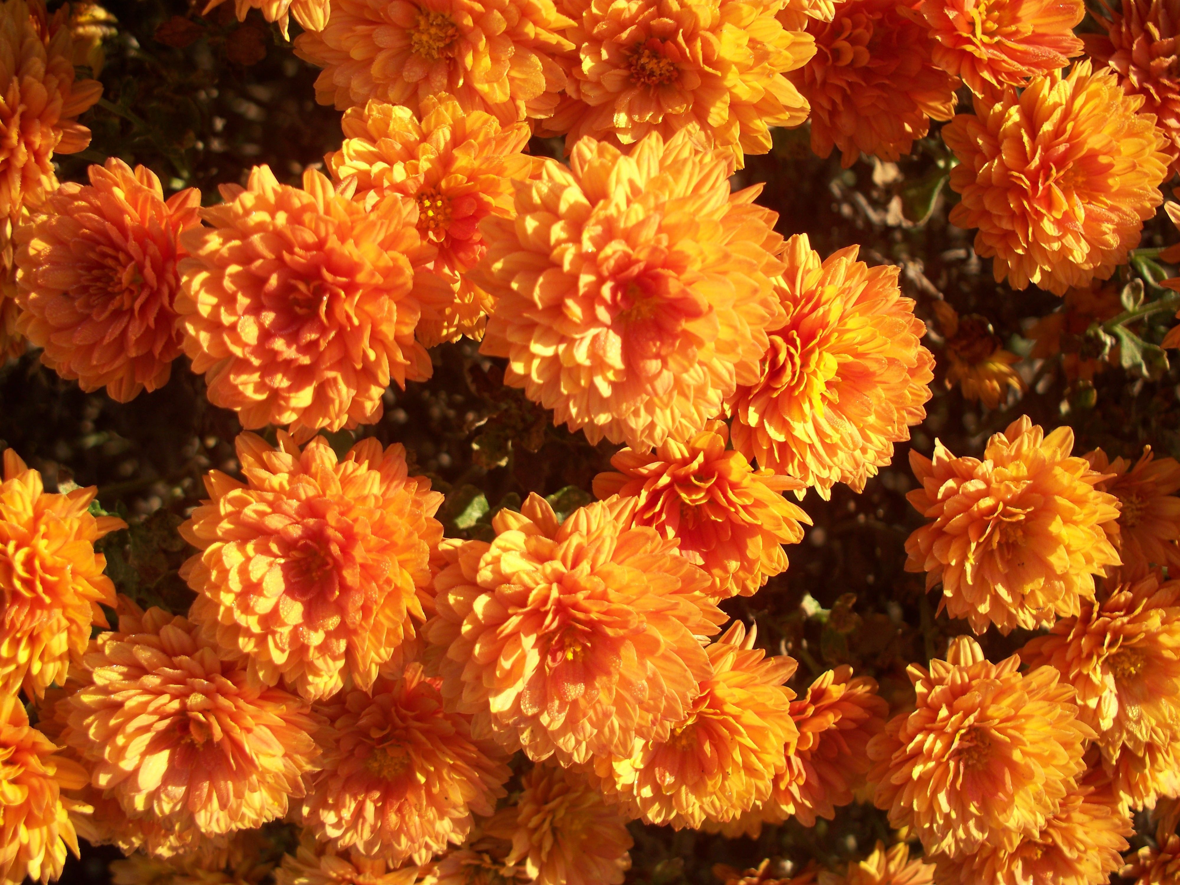 Autumn Flower Wallpaper Image Photo Picture Background