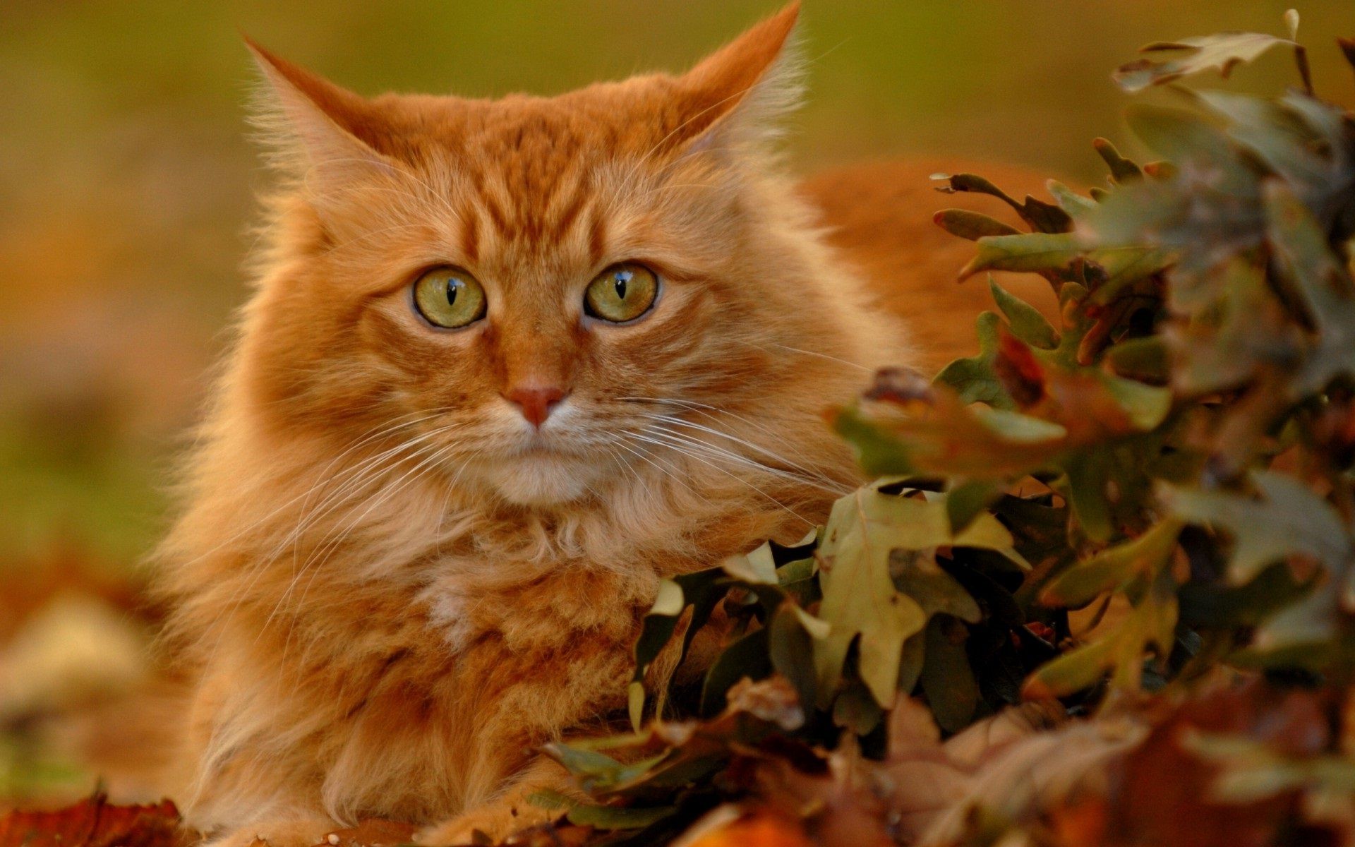 Free download HD wallpaper with an orange cat with green eyes and autumn leaves [1920x1200] for your Desktop, Mobile & Tablet. Explore Orange Cat Wallpaper. Orange Cat Wallpaper, Orange
