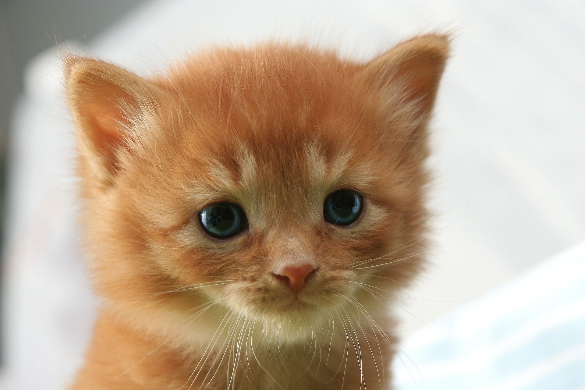 Cute Baby Cat Wallpaper For You Free Download Kitten Brown Eyes HD Wallpaper