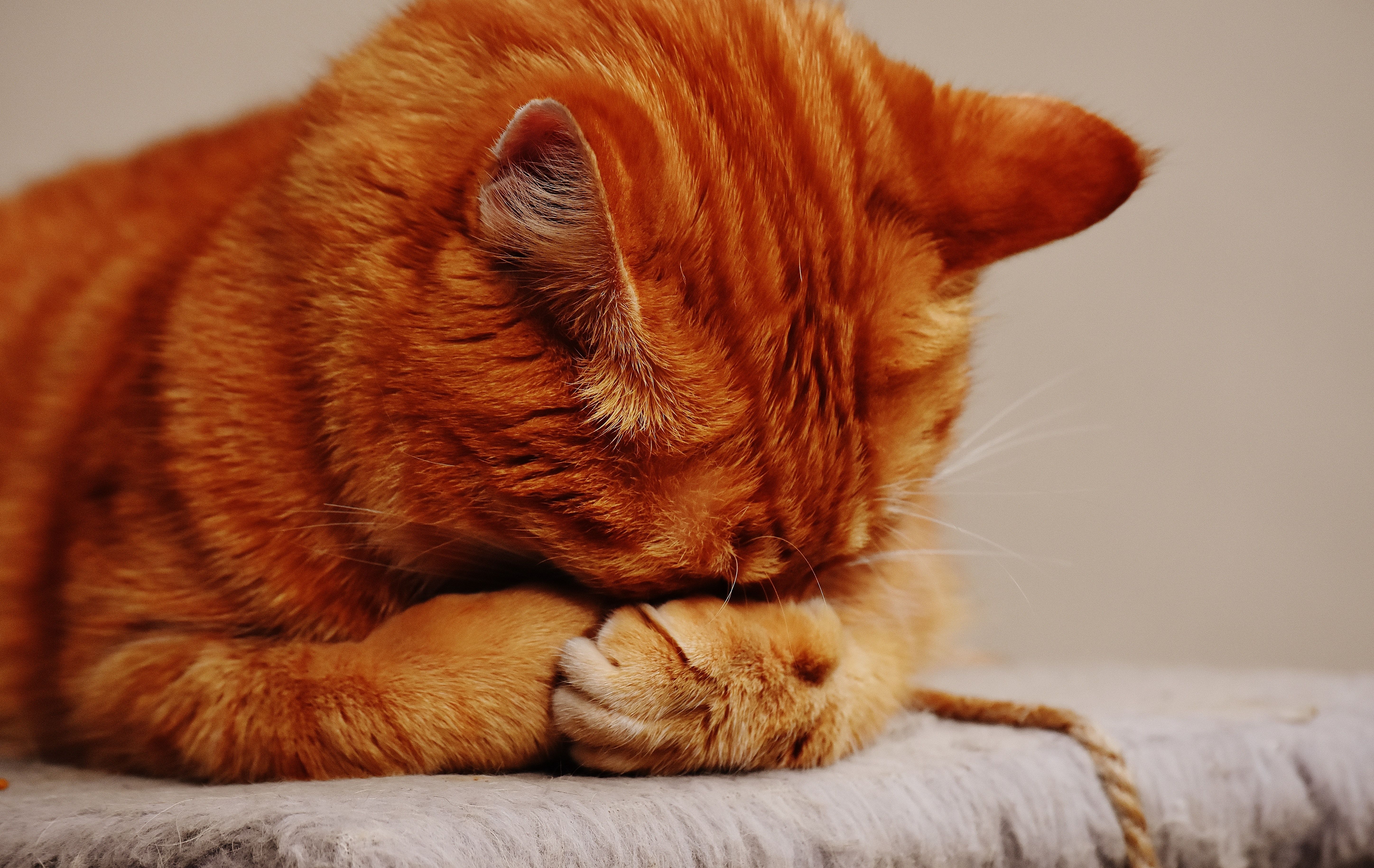 orange tabby cat with blue eyes