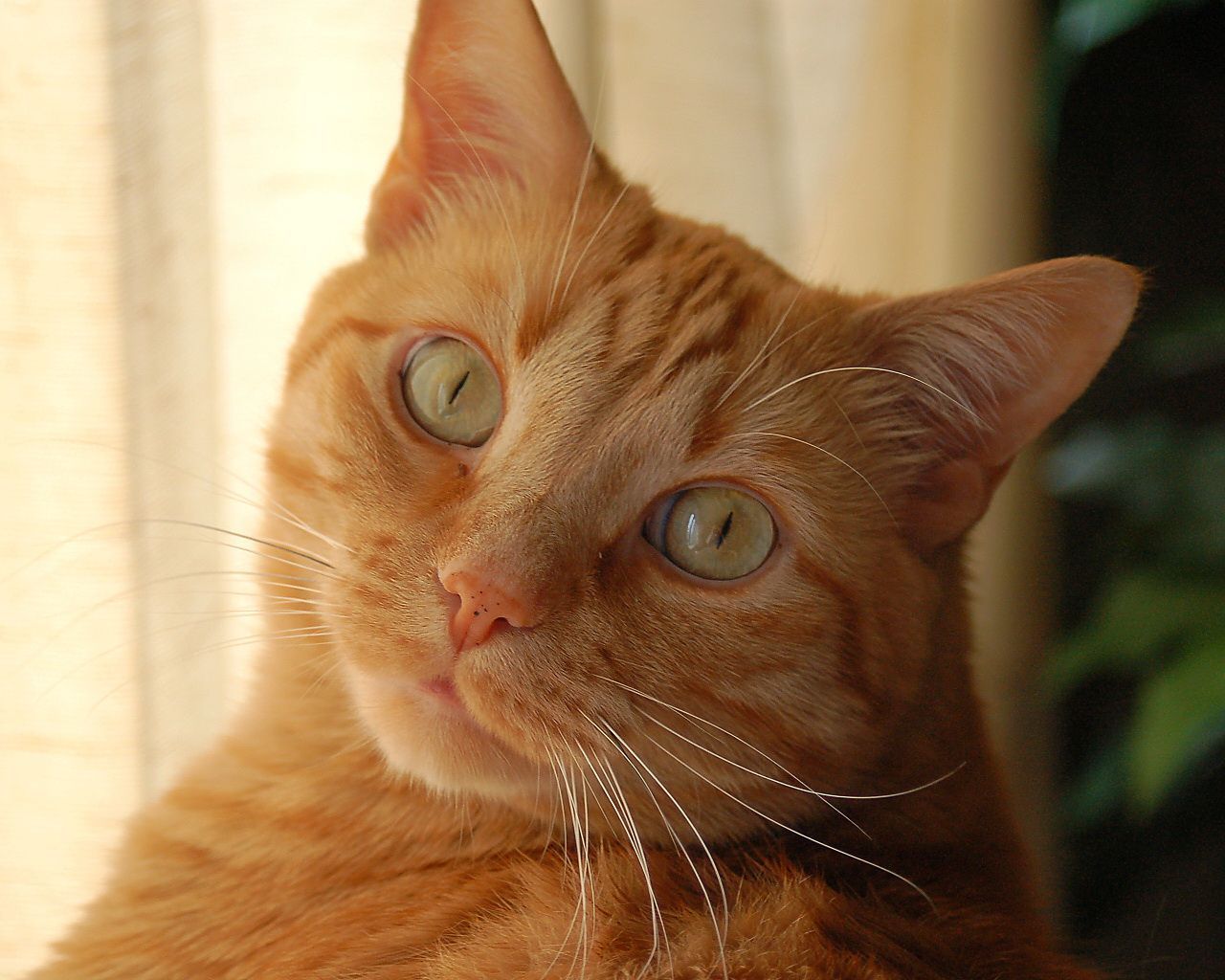 orange white tabby cat
