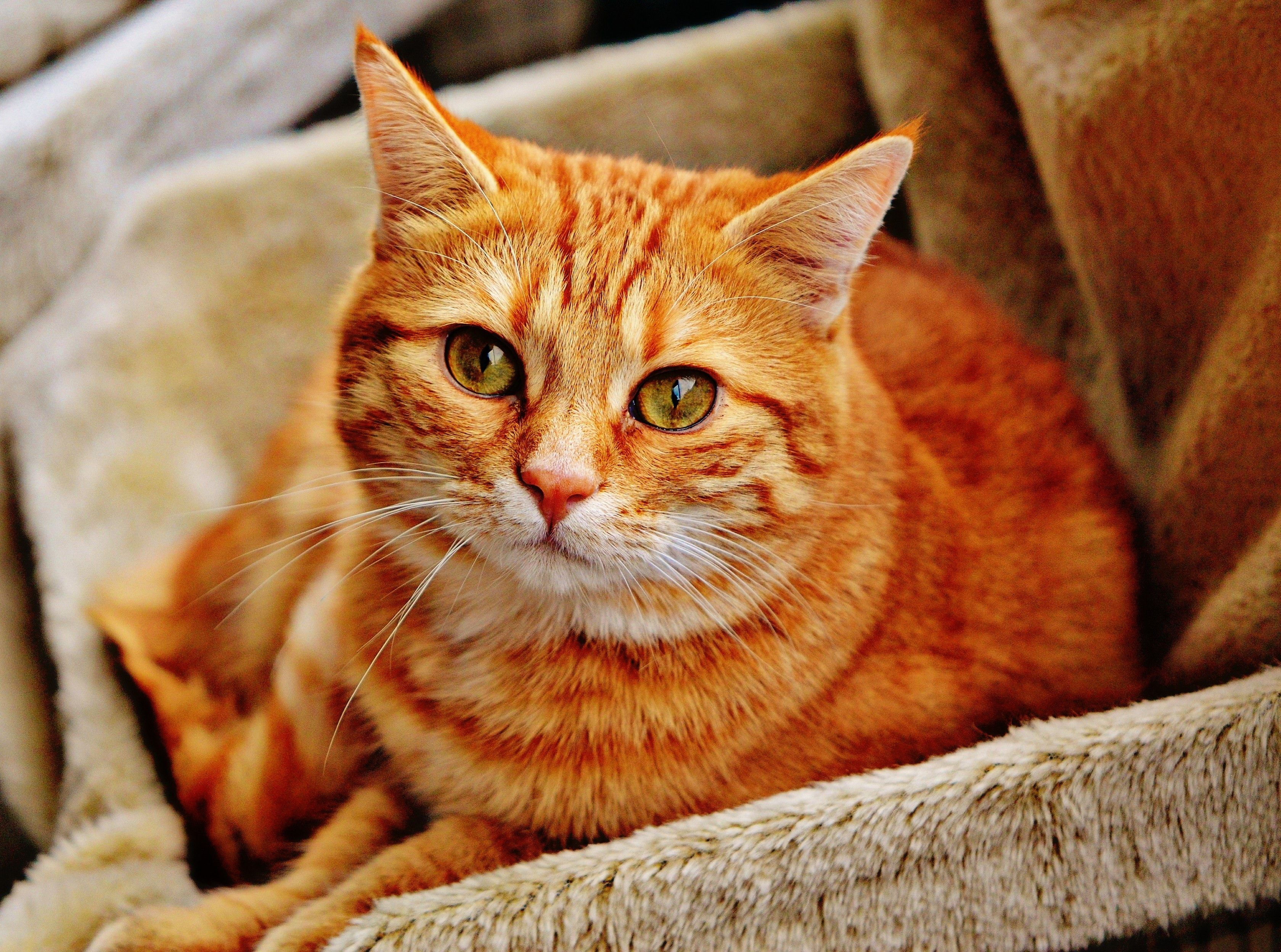 Orange Tabby Cat Laying on Brown Sofa · Free