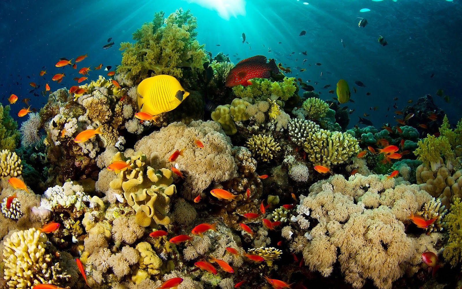 Coral Reef Desktop Background. Great Barrier Reef Wallpaper, Coral Reef Wallpaper and Tropical Reef Wallpaper