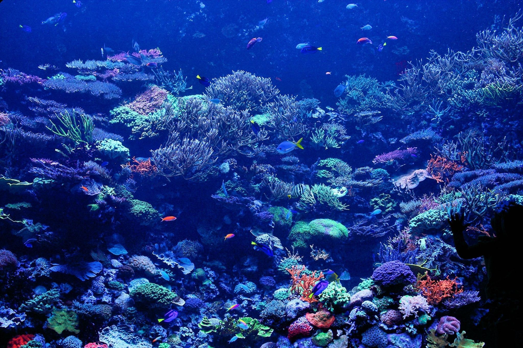 coral desktop wallpaper free. Coral reef picture, Coral reef, Nature picture
