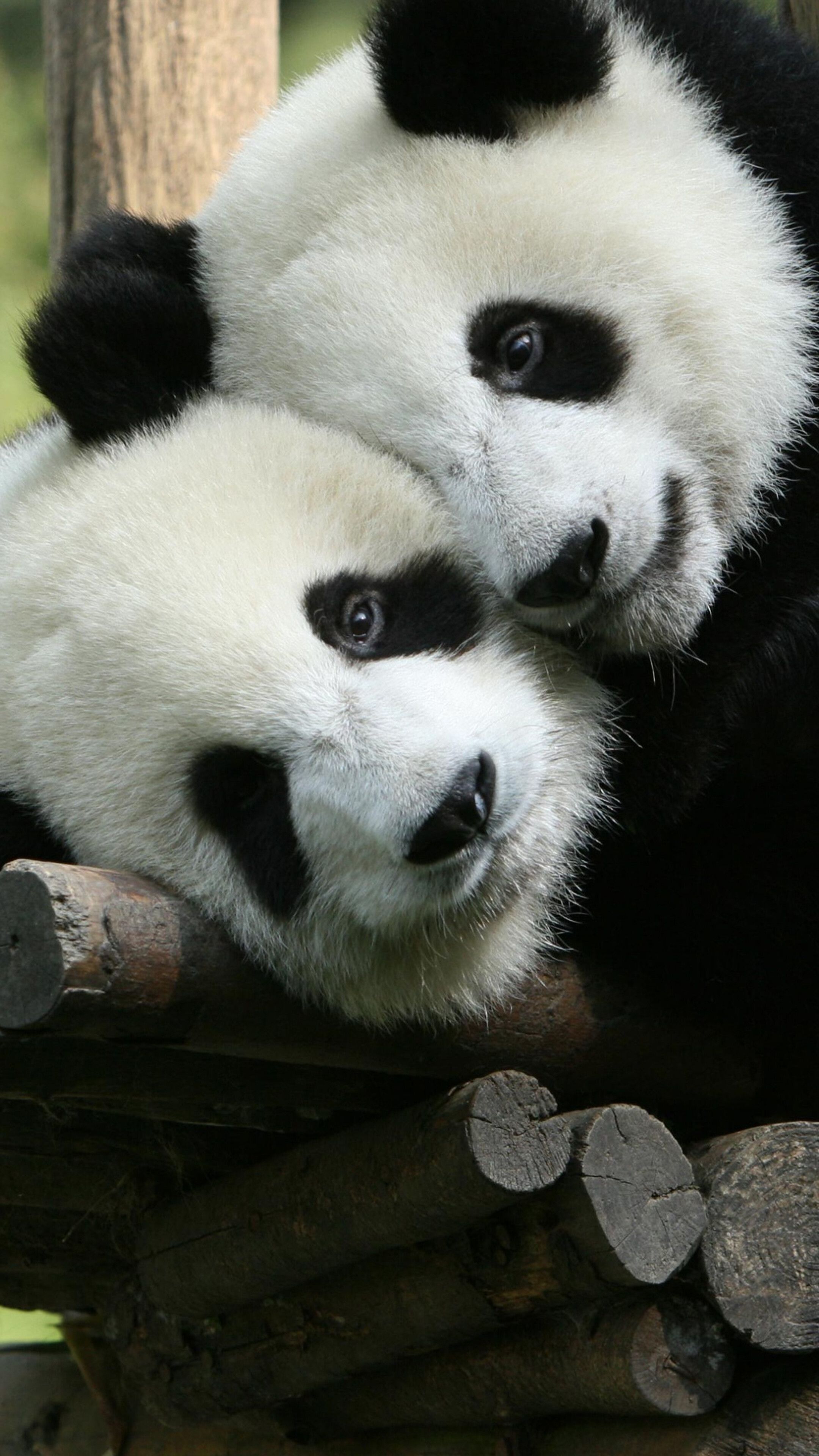 Cute, Panda, Animals, 4K iPhone 6s, 6 HD Wallpaper, Image, Background, Photo and Picture. Mocah.org HD Wallpaper