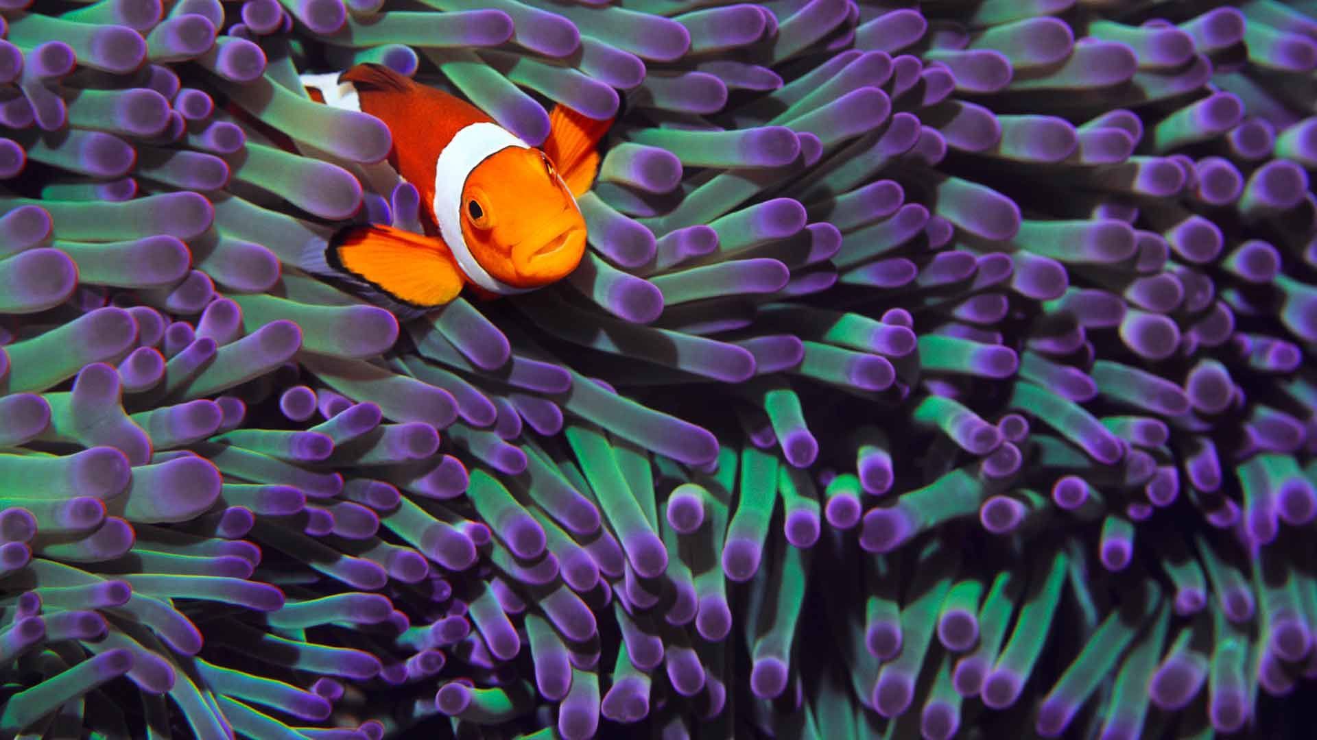 Coral Reef HD Wallpaper Reef Photo. Clown fish, Clownfish and sea anemone, Animal wallpaper