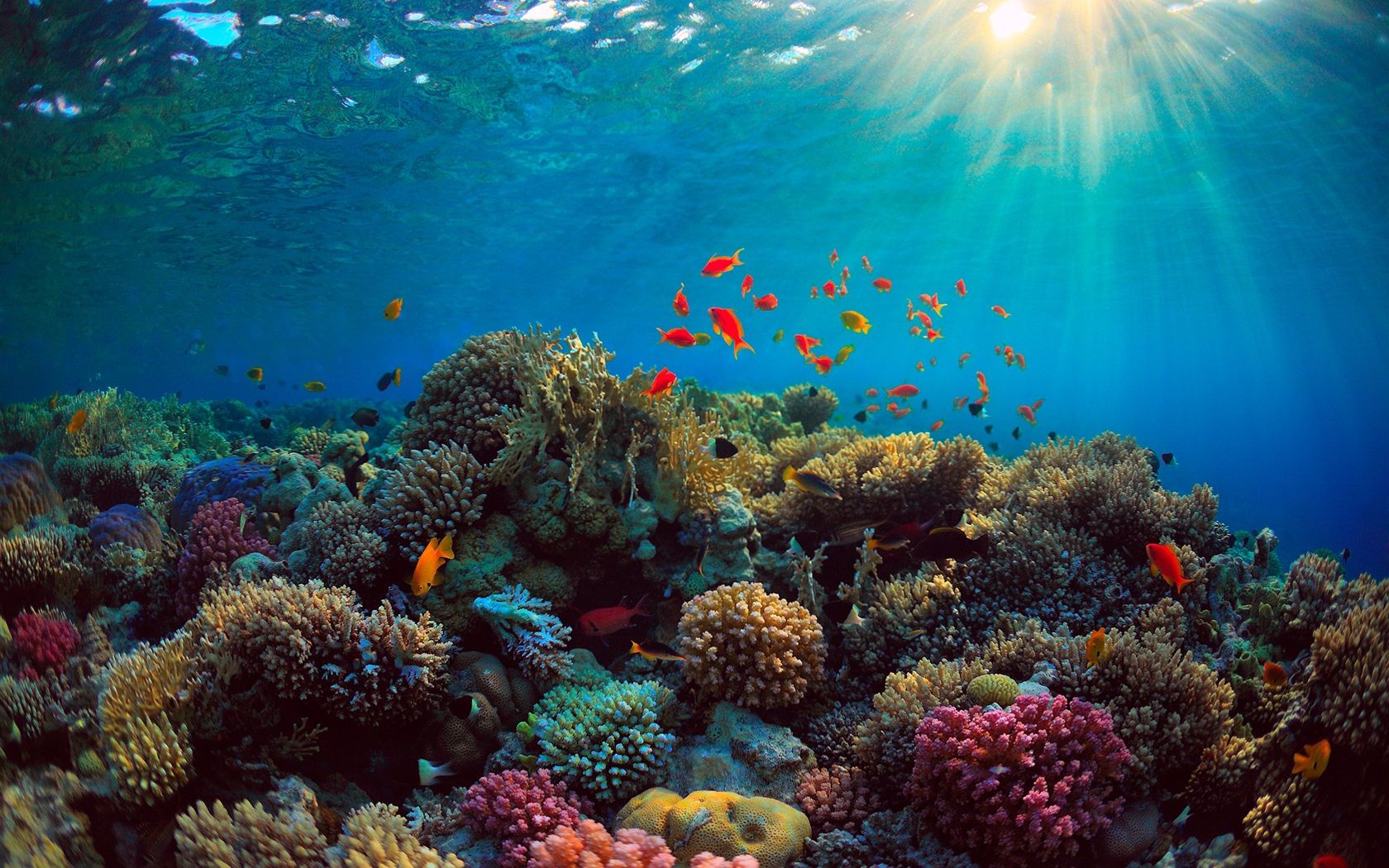 Wallpaper Sea, corals, fish, underwater 2560x1600 HD Picture, Image
