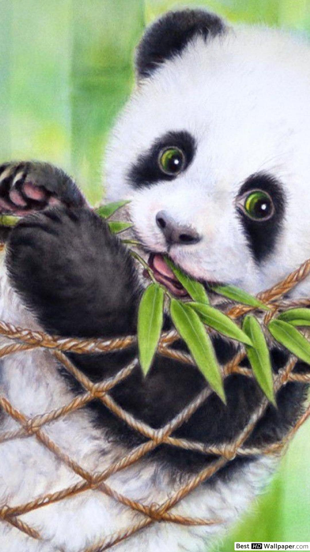 Baby Panda HD wallpaper download