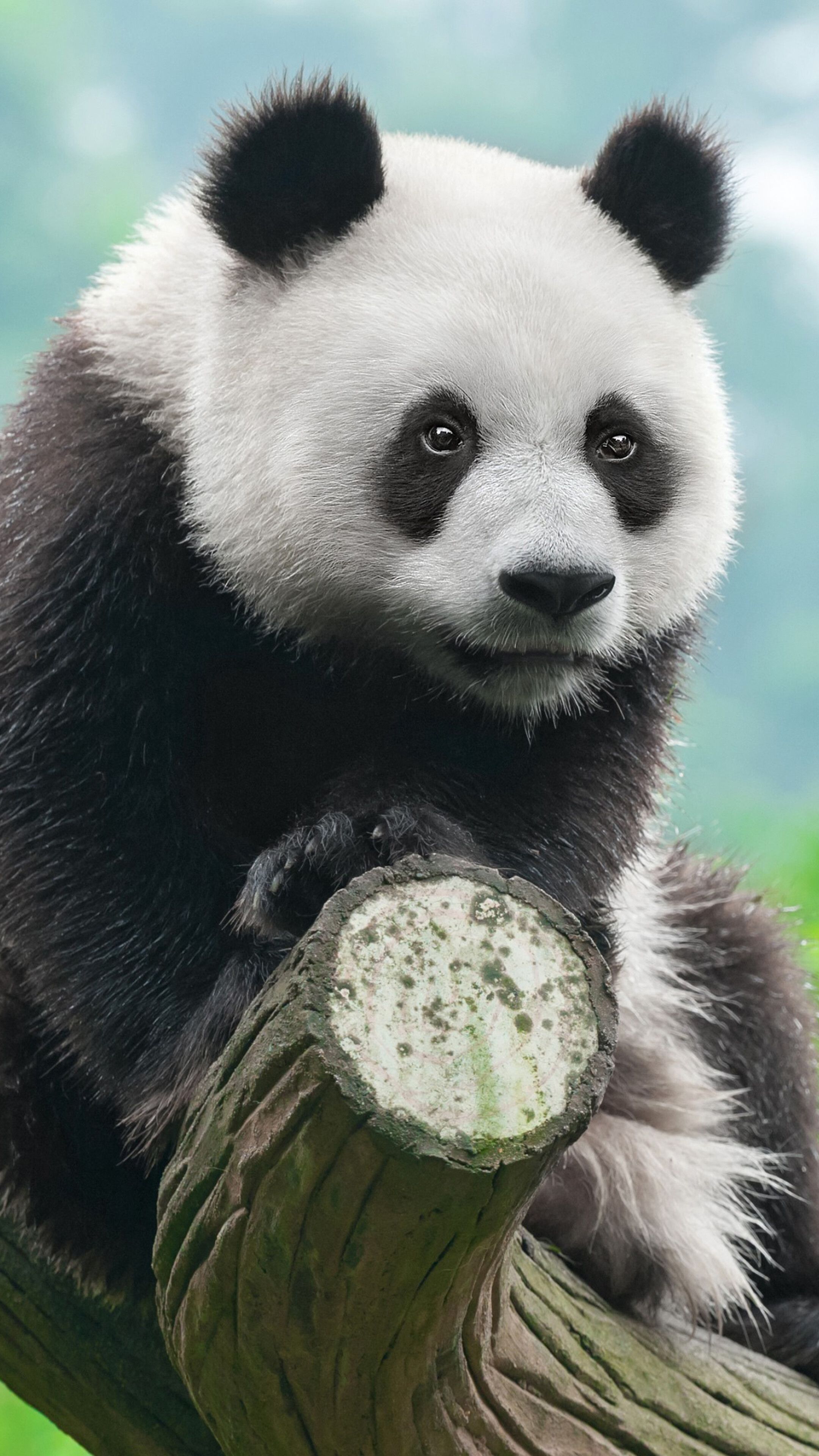 Panda, Cute, 4K phone HD Wallpaper, Image, Background, Photo and Picture. Mocah HD Wallpaper