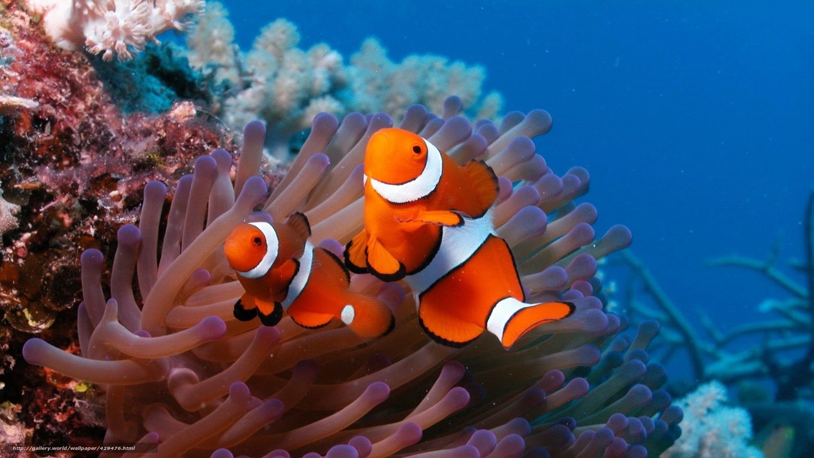 Download wallpaper sea, reef, coral, small fish free desktop wallpaper in the resolution 1920x1080