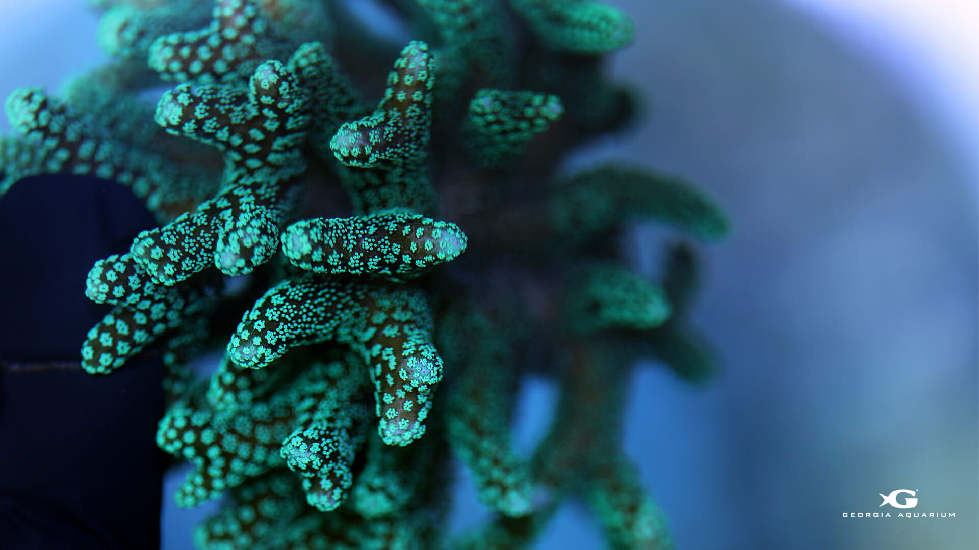 Digital Wallpaper. Virtual Background from Georgia Aquarium