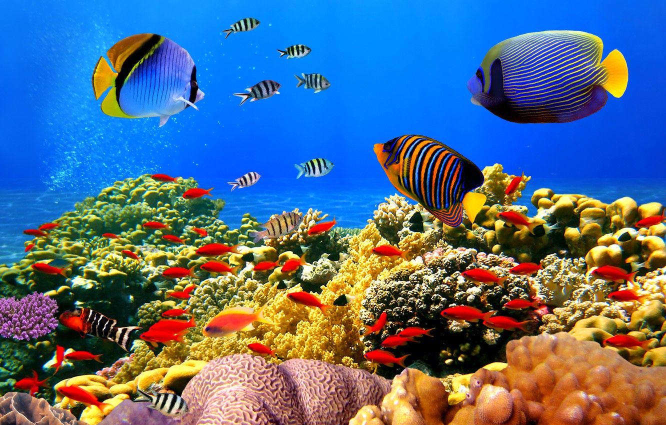 Wallpaper underwater world, underwater, ocean, fishes, tropical, reef, coral, coral reef image for desktop, section природа