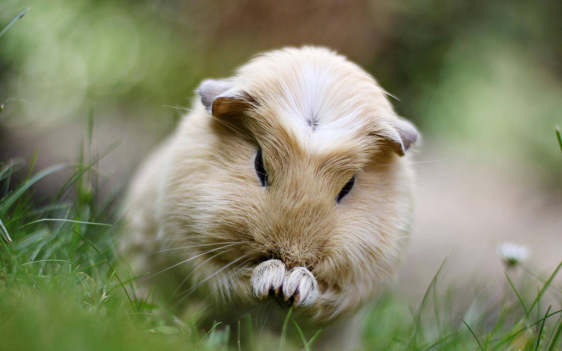 Guinea Pig Wallpaper