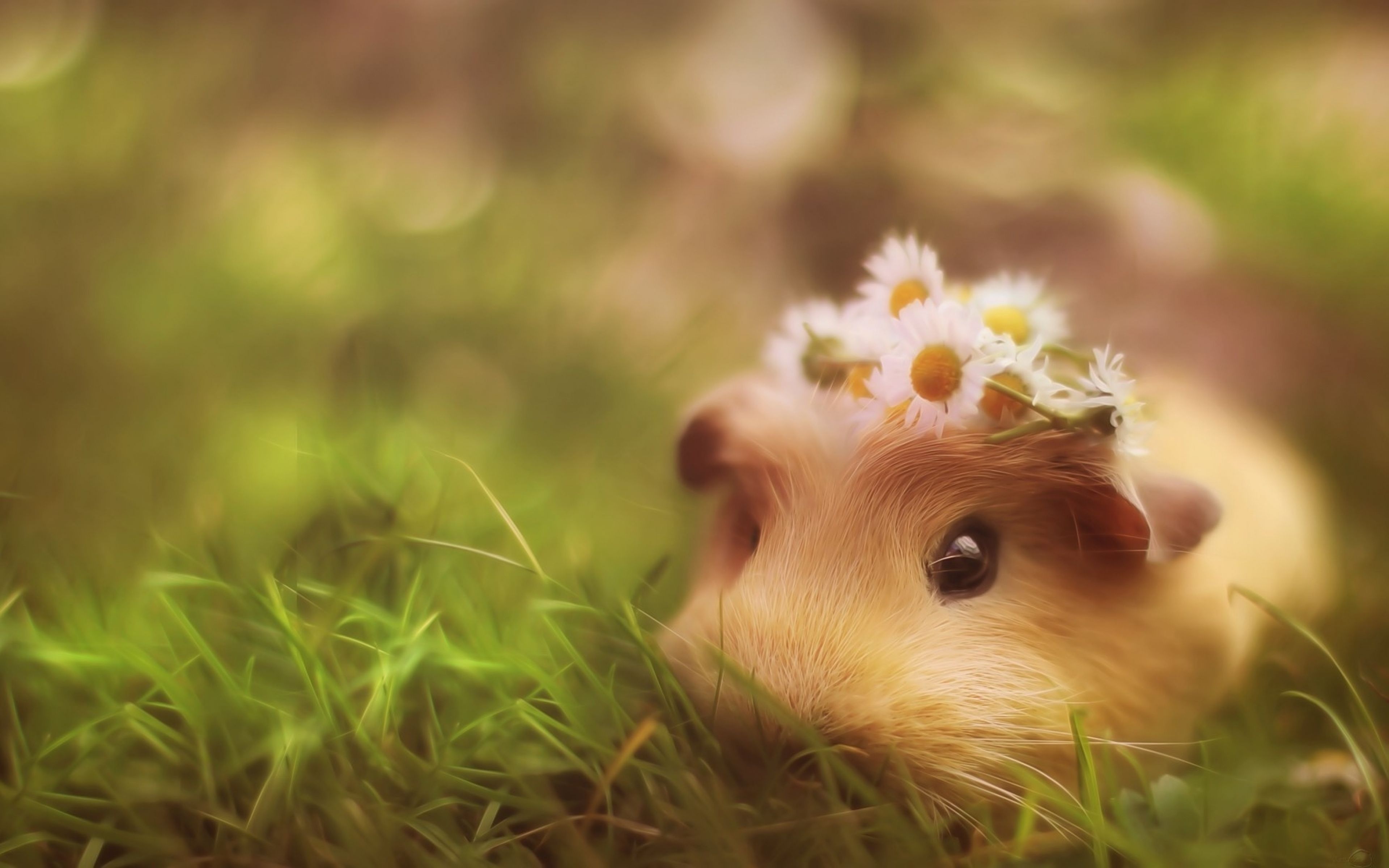 Guinea Pig Wallpaper Phone HD Wallpaper