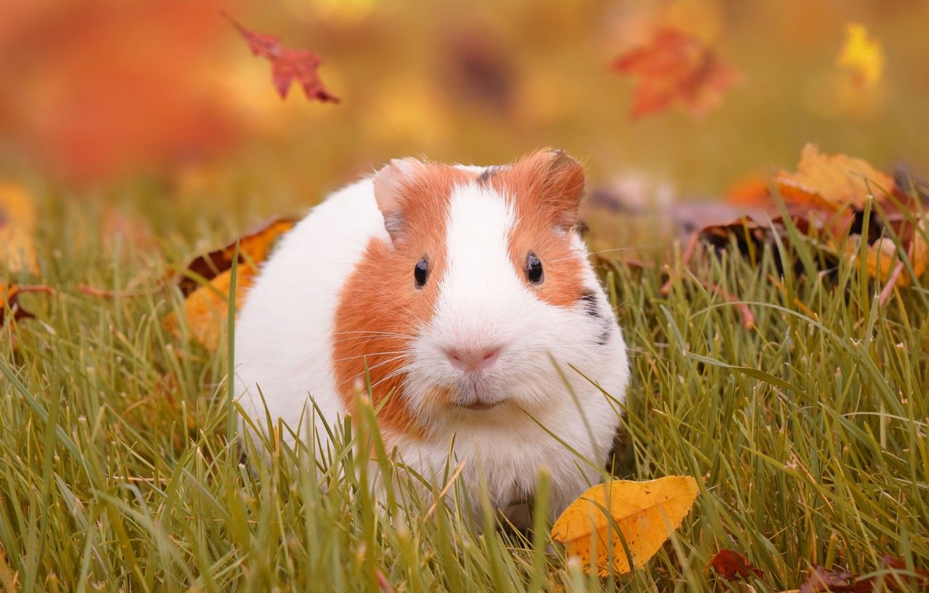 Wallpaper autumn, grass, leaves, Guinea pig image for desktop, section животные